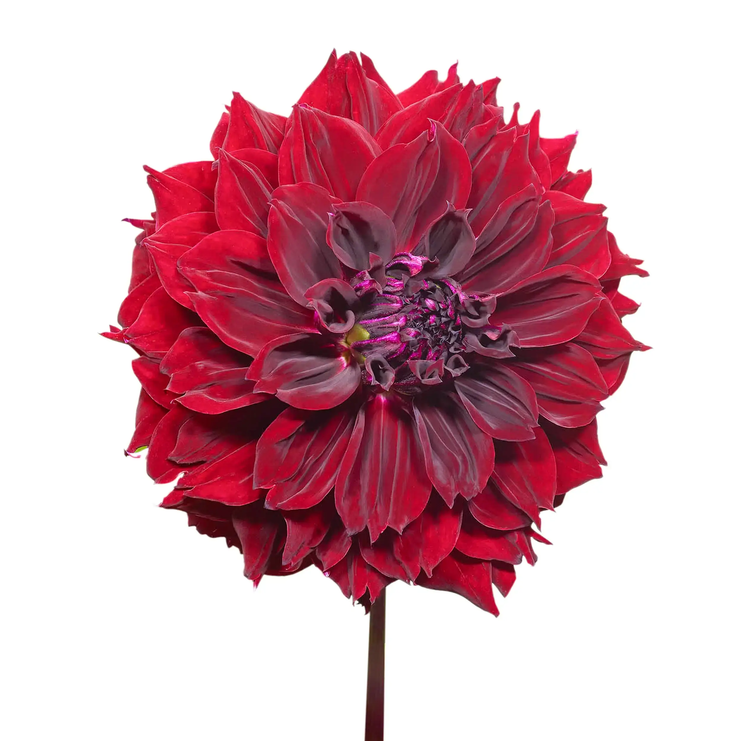 Dahlia 'Dark Fubuki' - purple