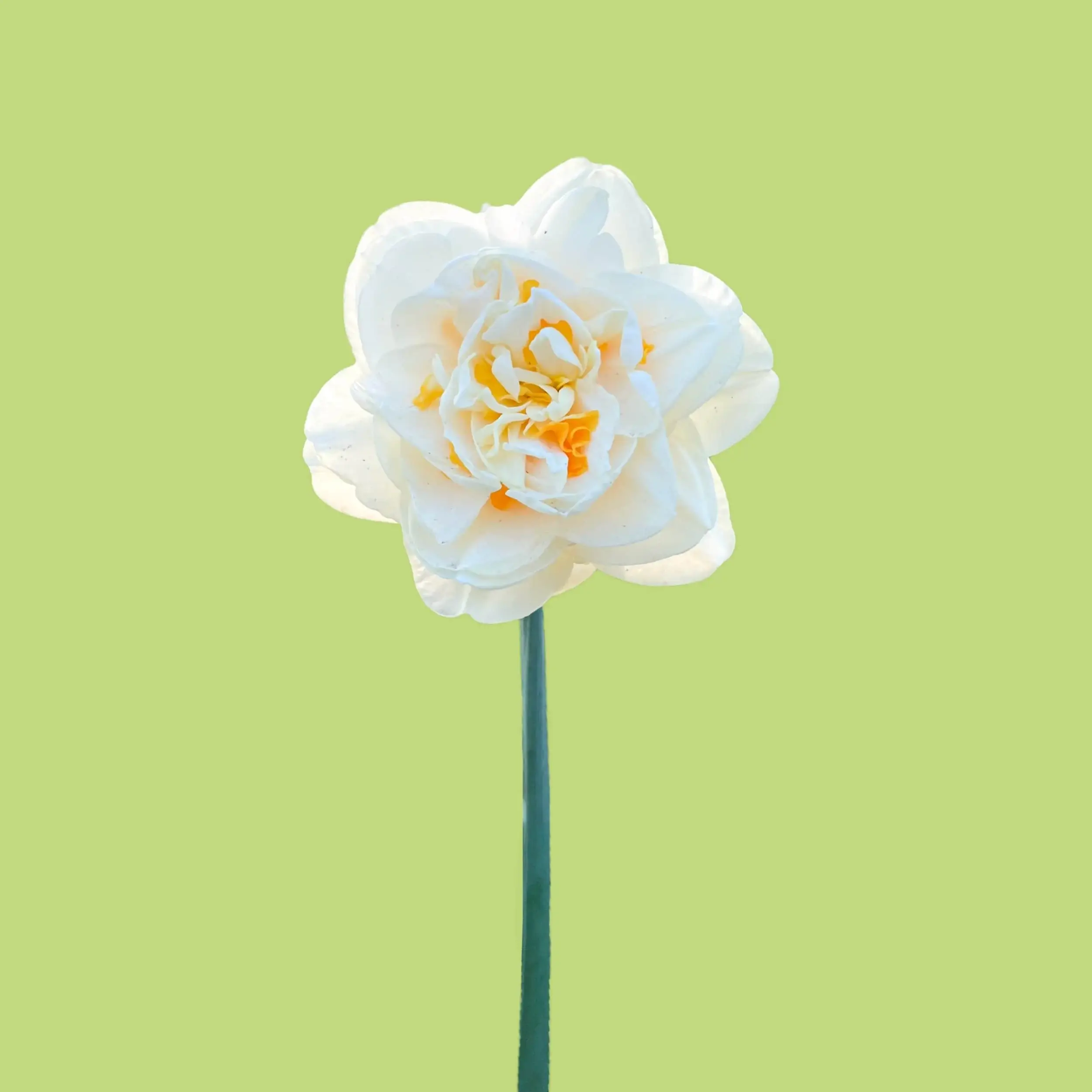 Narcis Romantic Paradise Bloem
