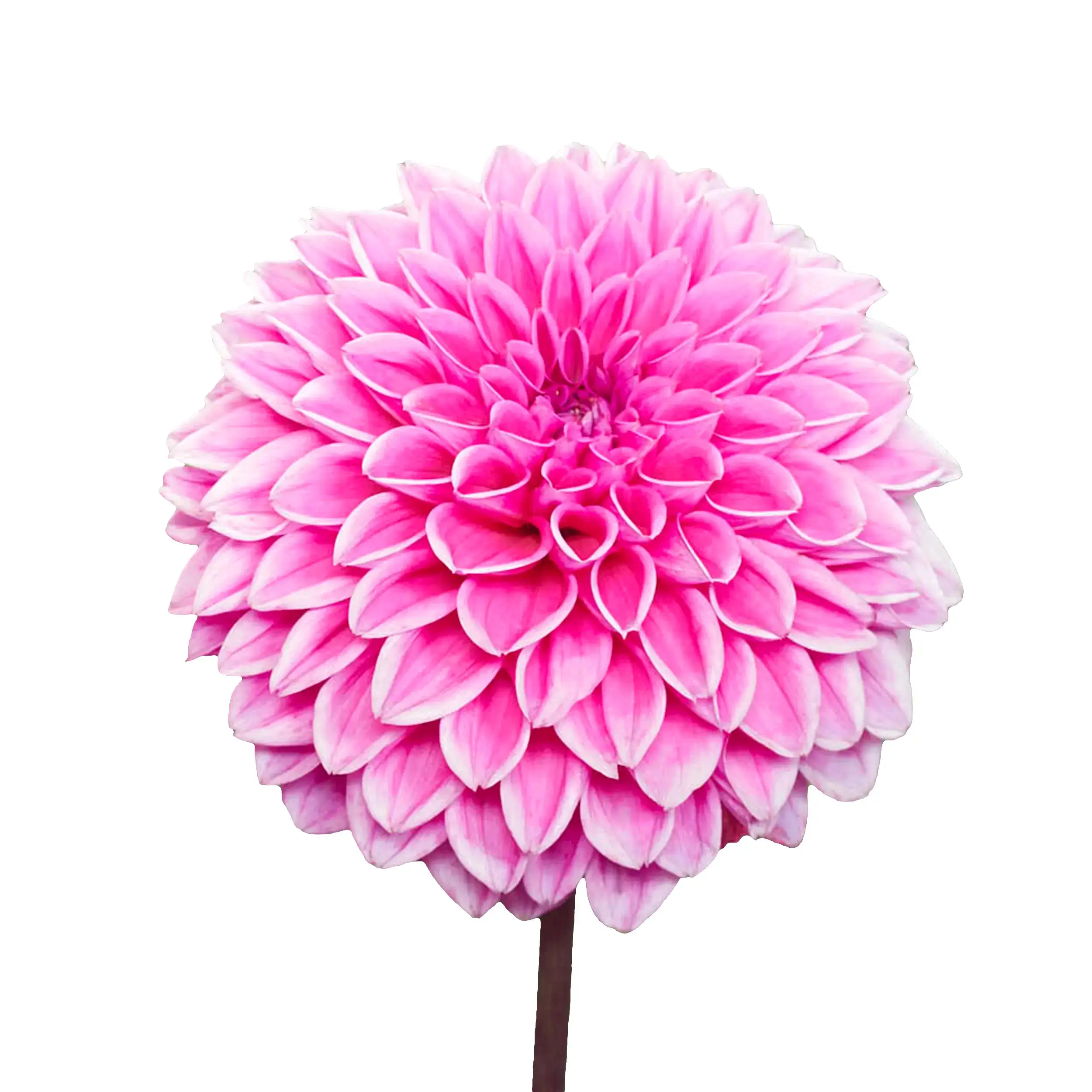 Dahlia 'Sandra' - Lila