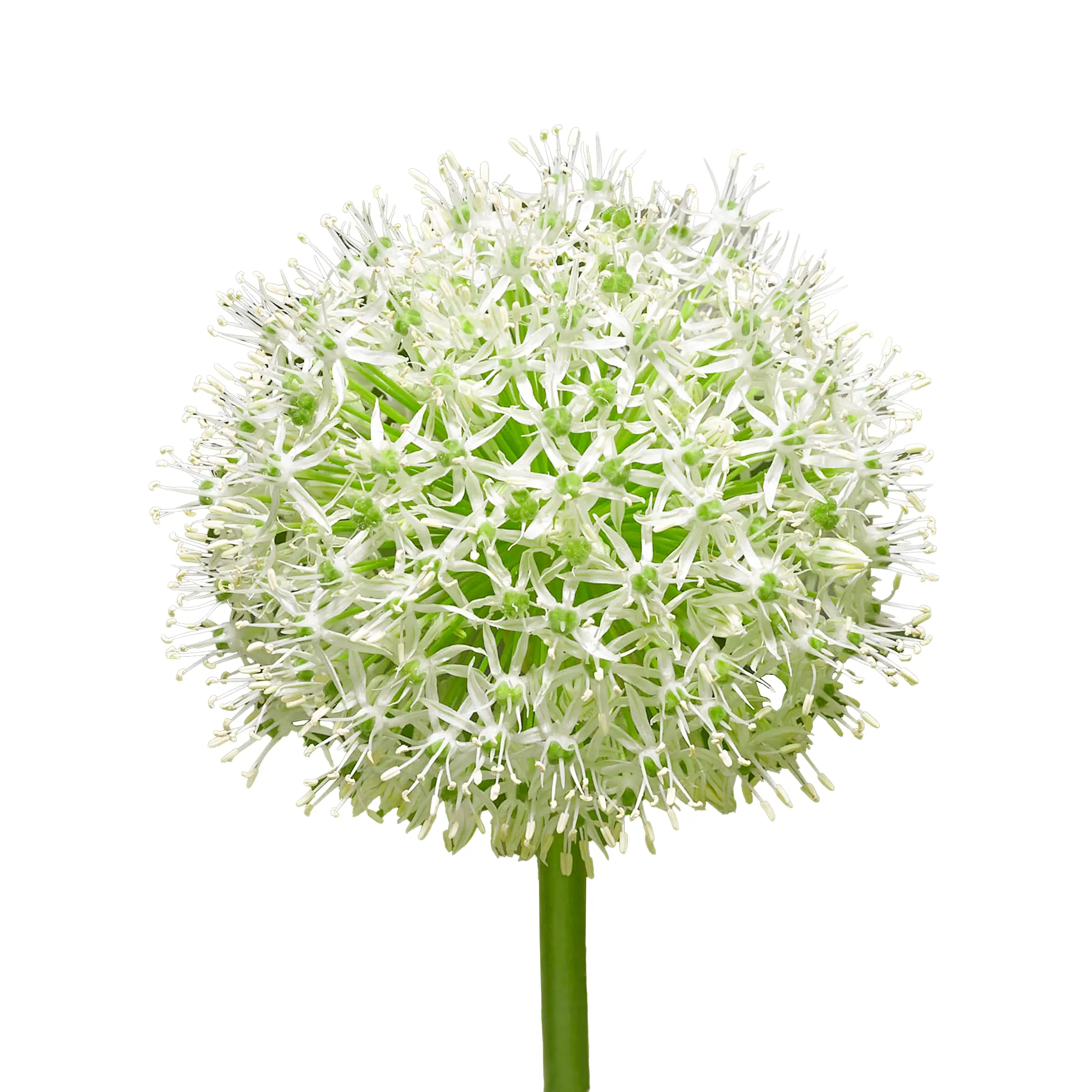 Allium 'Mount Everest' - white