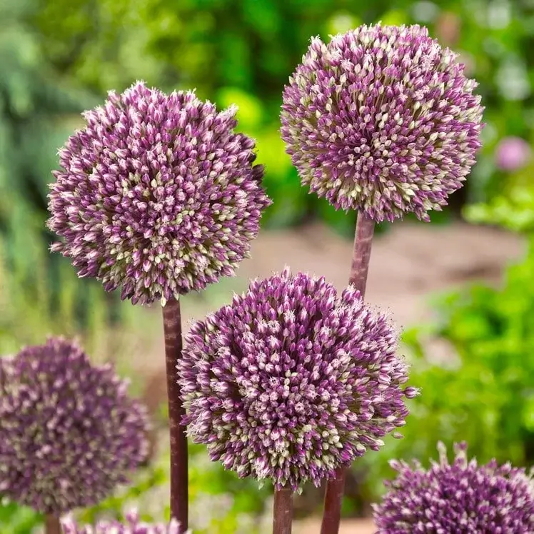 Allium deals summer drummer