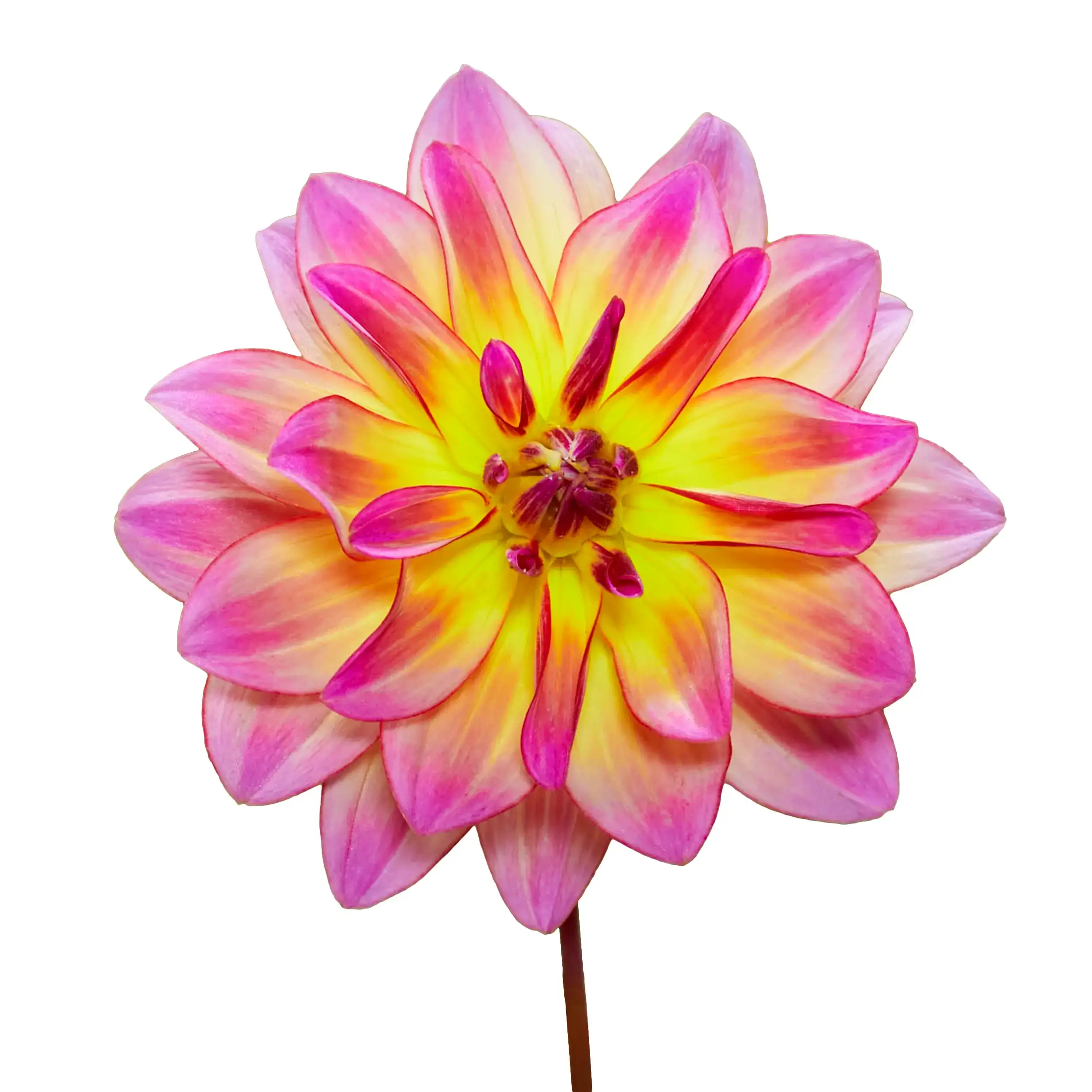 Dahlia 'Pacific Ocean' - yellow with pink
