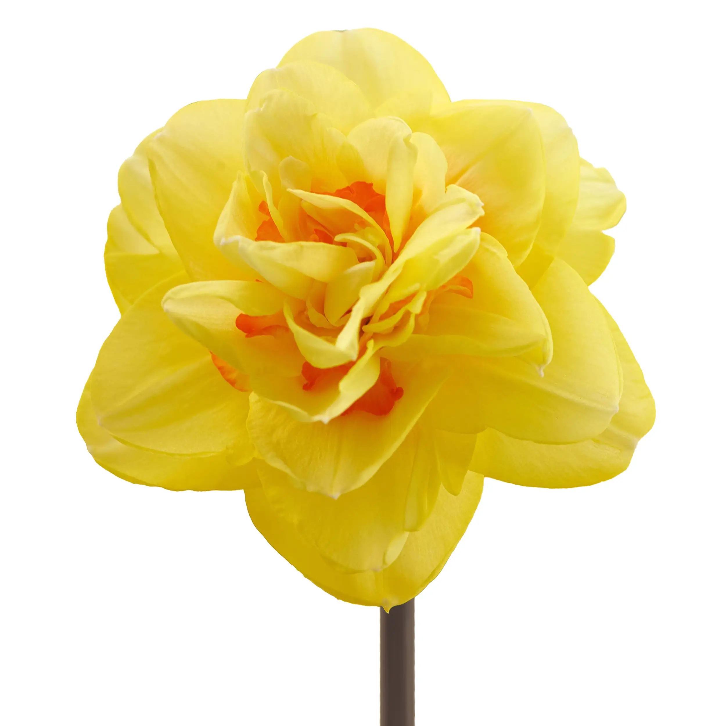 Daffodil  'Yellow Paradise' - yellow