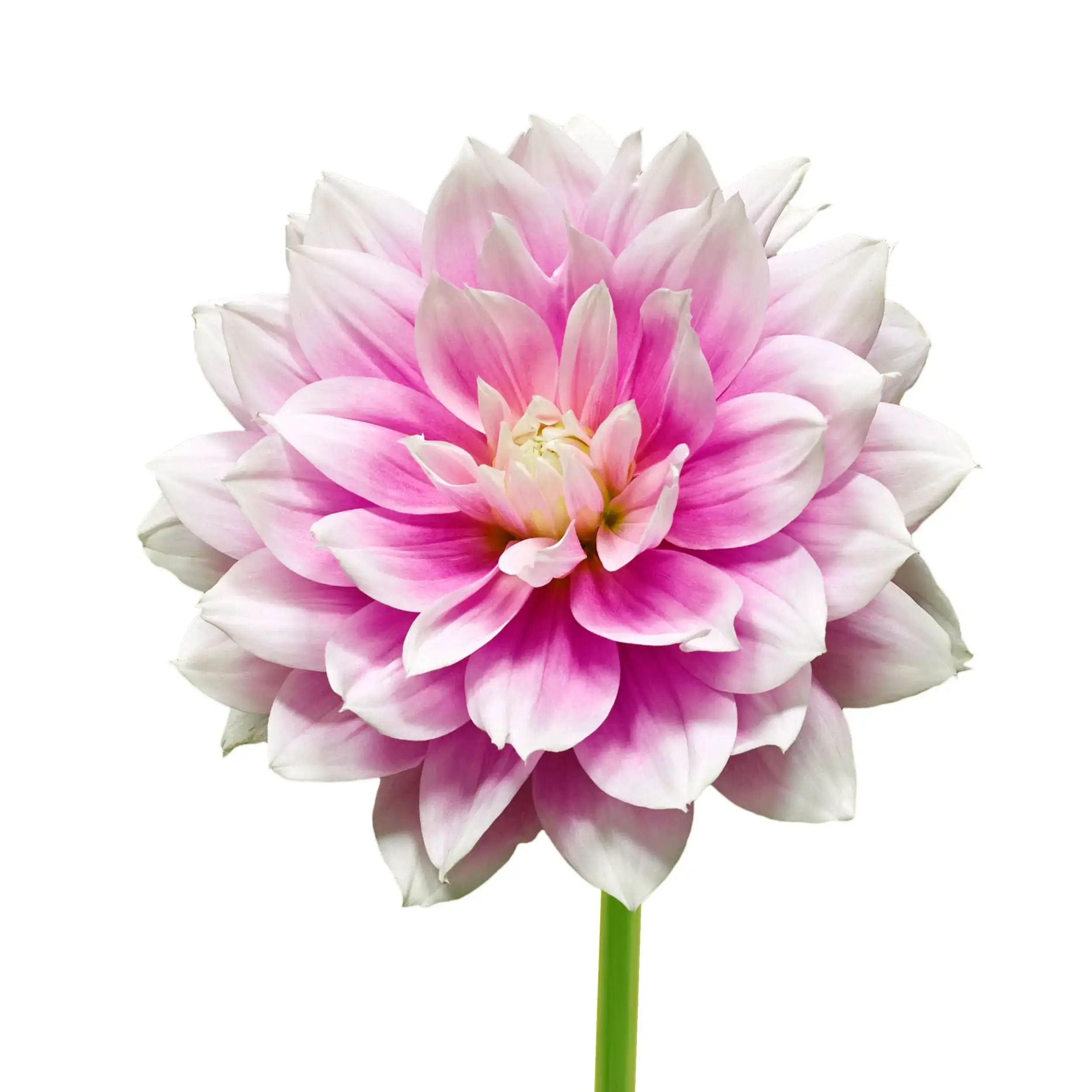 Dahlia 'Bluesette' - Lila