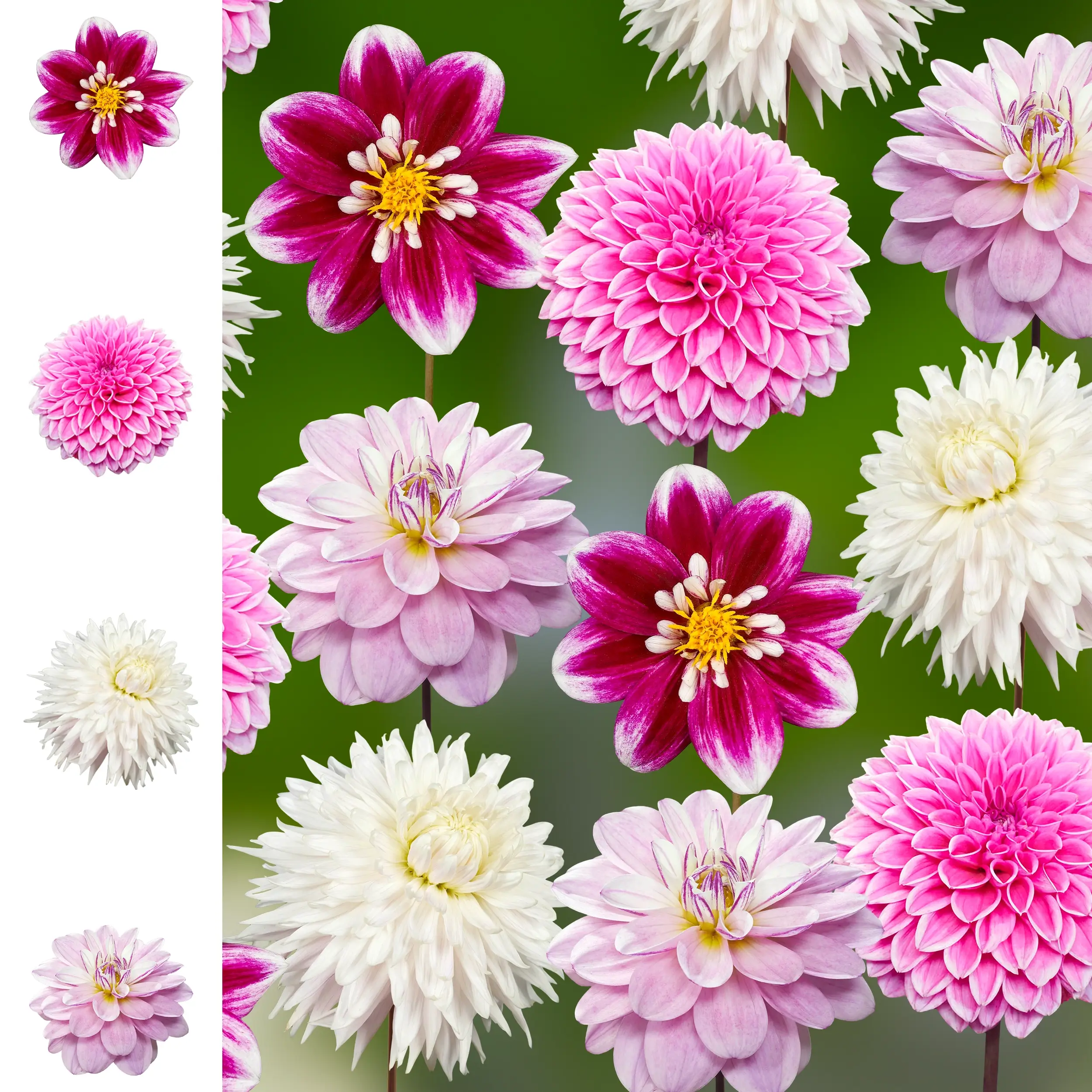 Dahlia set 'Passion for Pink' - 2025