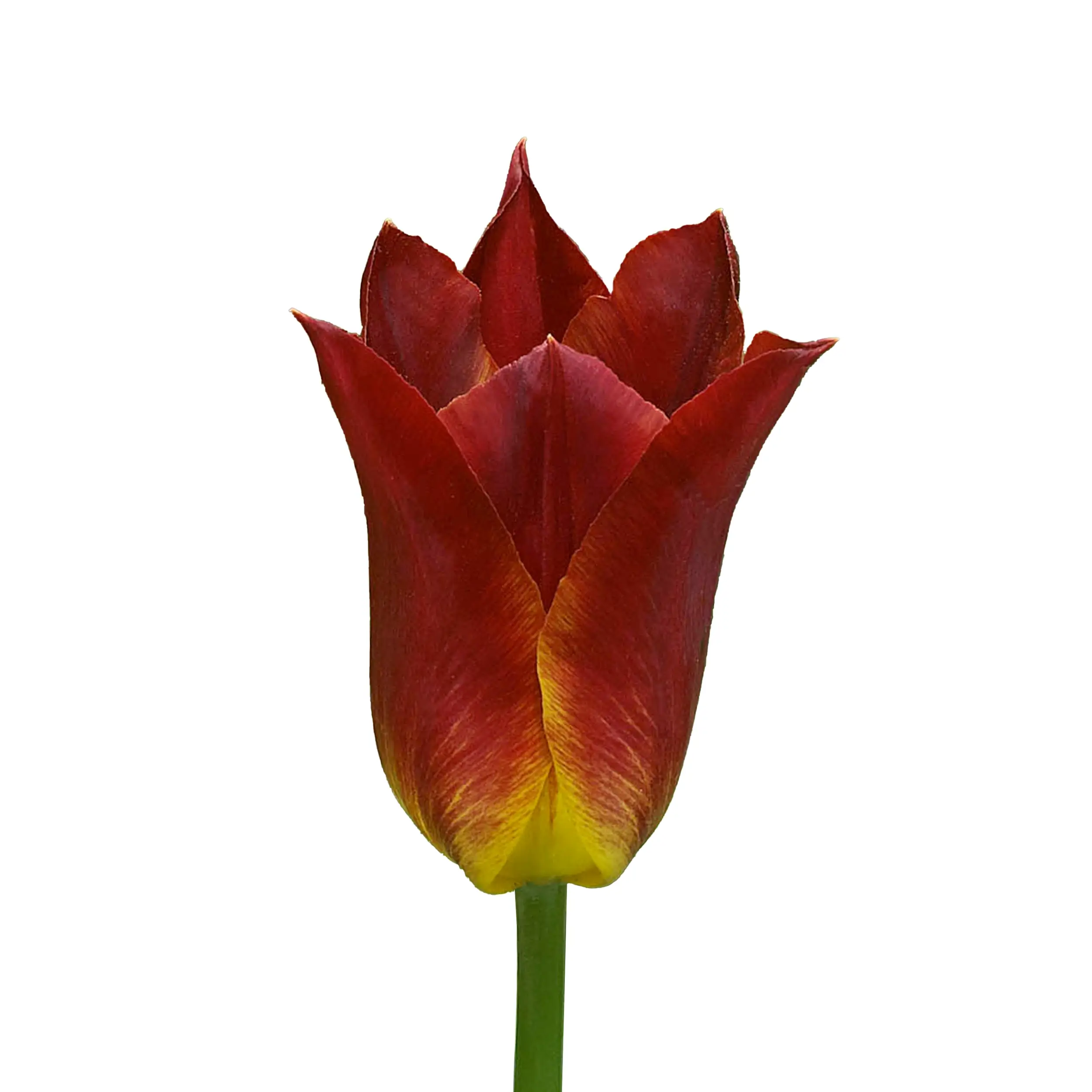 Tulip 'Striking Match' - red with yellow