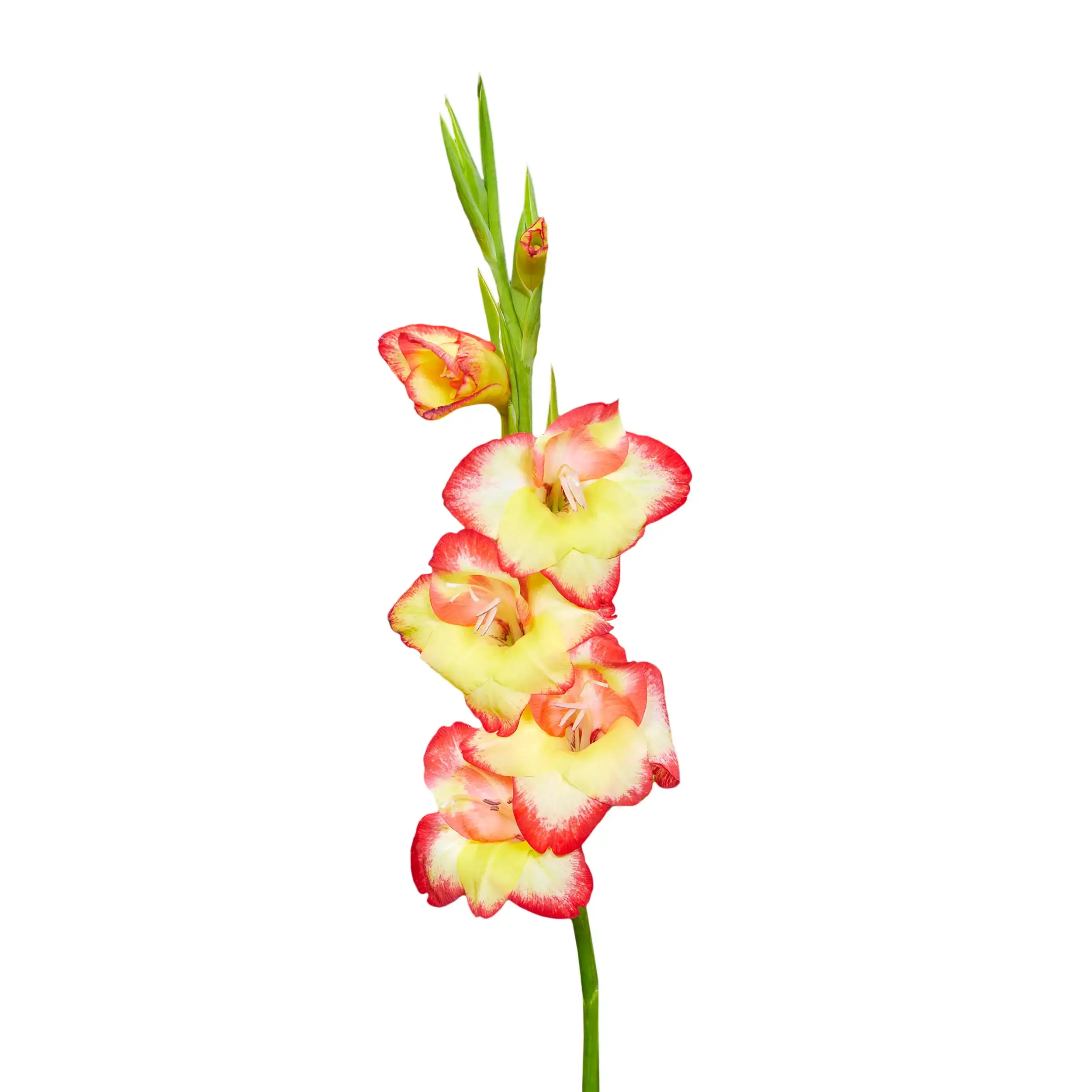 Gladiolus 'Las Vegas' - red with yellow