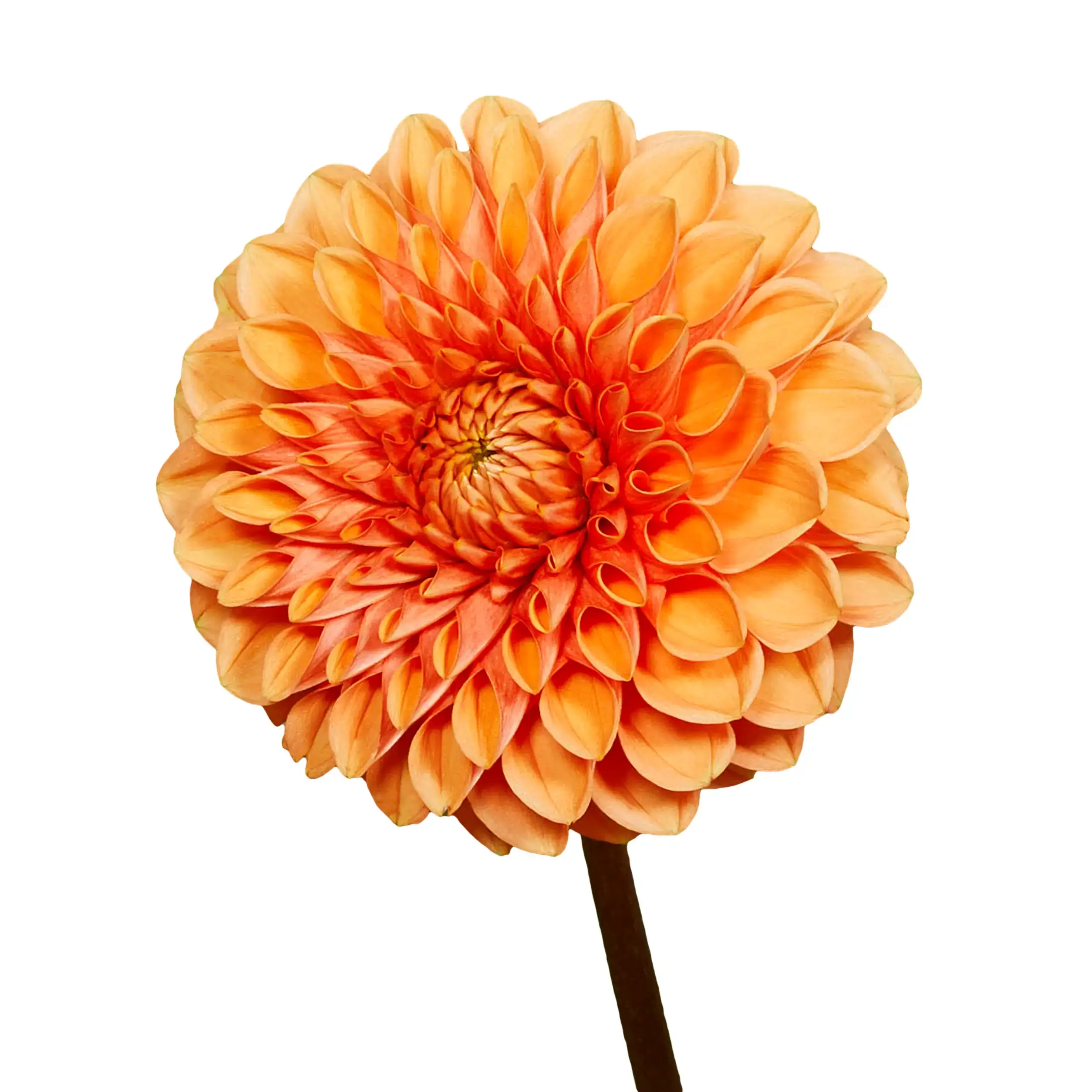 Dahlia 'Sylvia' - Orange
