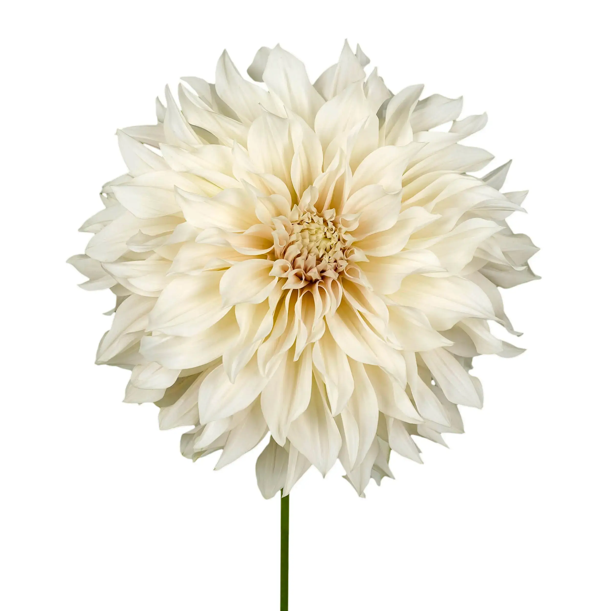 Dahlia 'Cafe Au Lait' - creme white