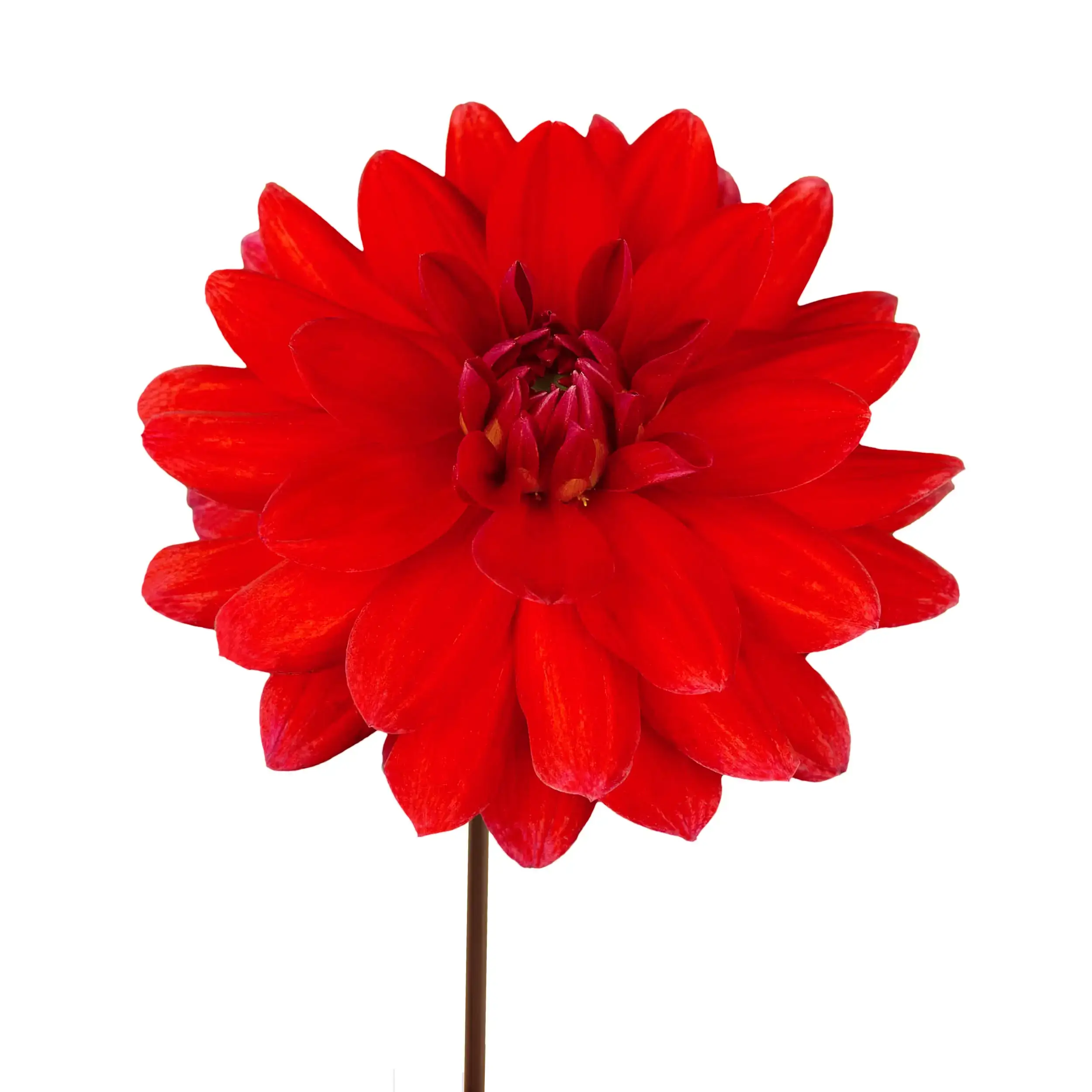 Dahlia 'Heatwave' - red