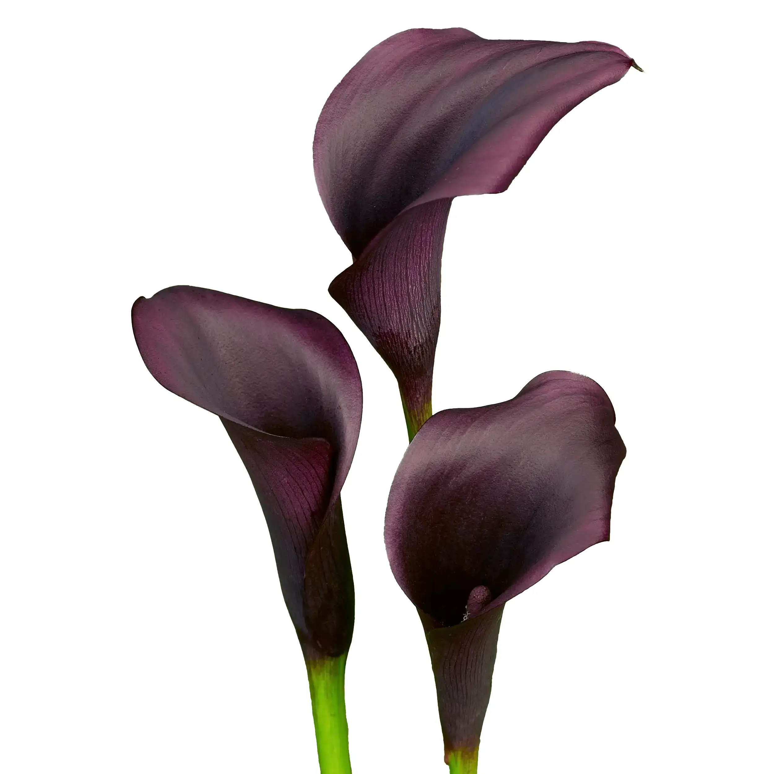 Calla 'Ebony Majesty' - black