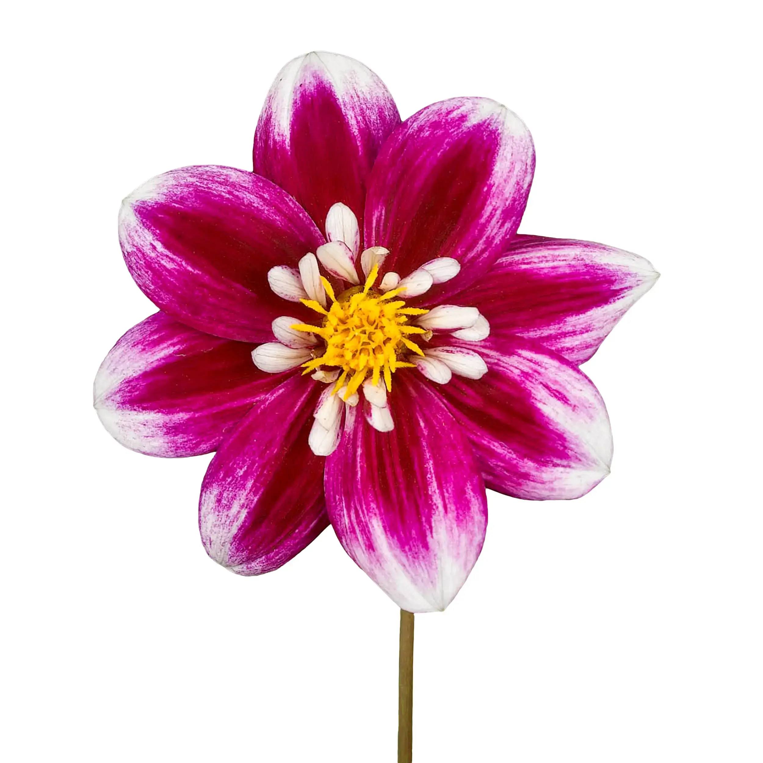 Dahlia 'Impression Fabula' - pink with white