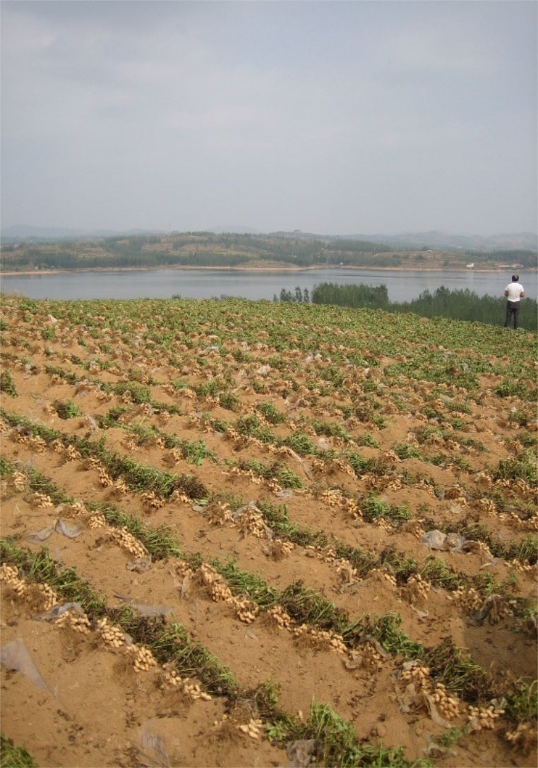 Erdnuss Feld in Shandong