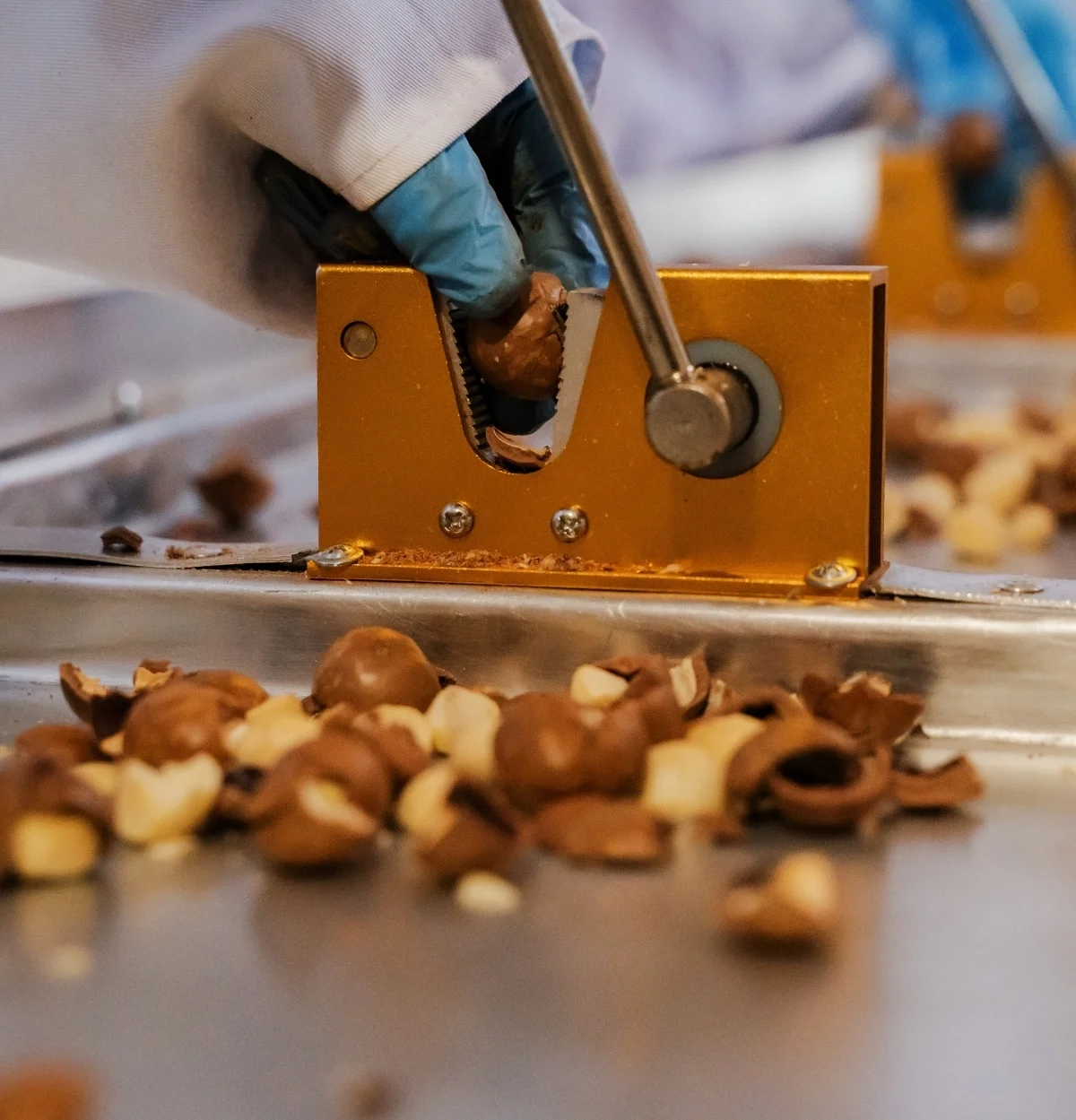 Macadamia wird geknackt