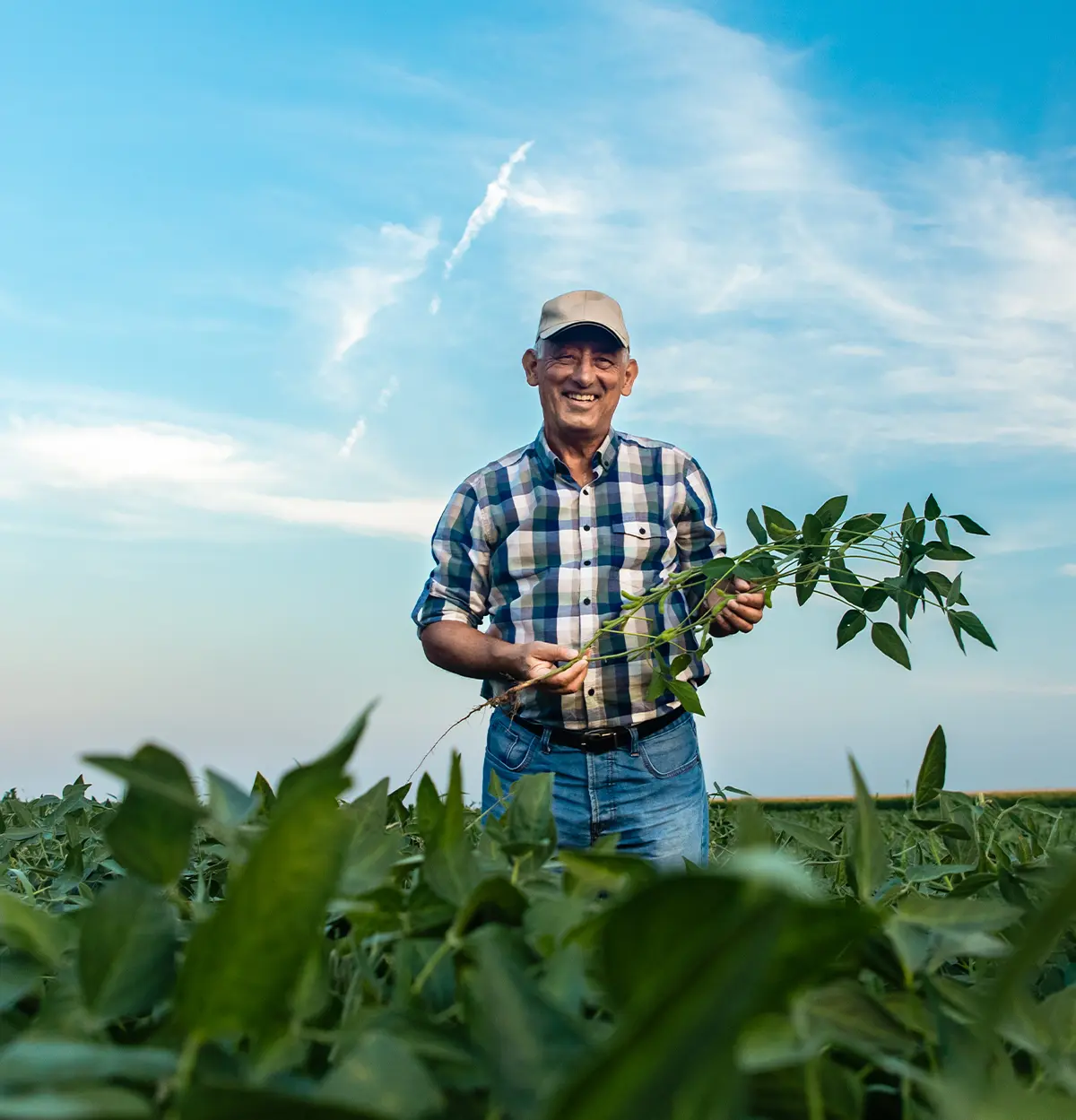 Landwirt auf einem Feld mit Sojapflanzen in der Hand