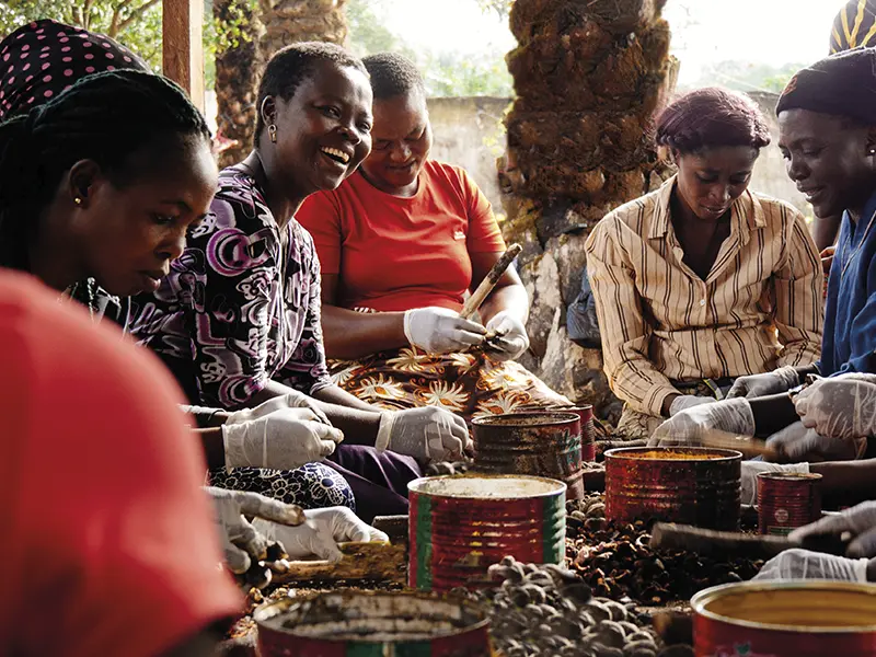 Aufbau eigener Cashew-Produktion Nigeria