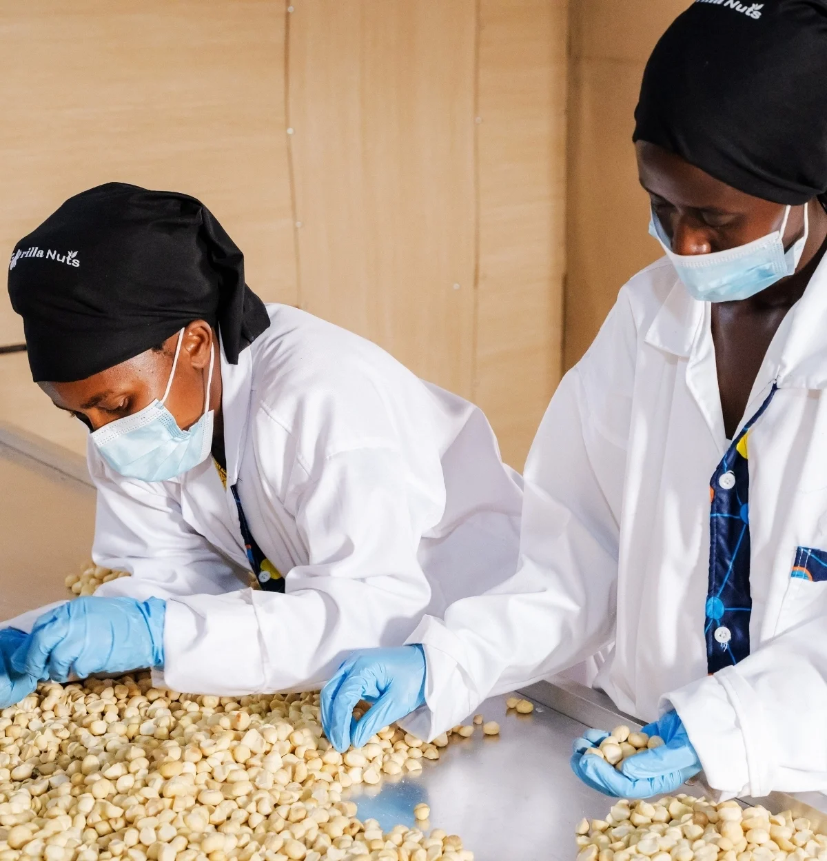 zwei Frauen knacken und sortieren Macadamia