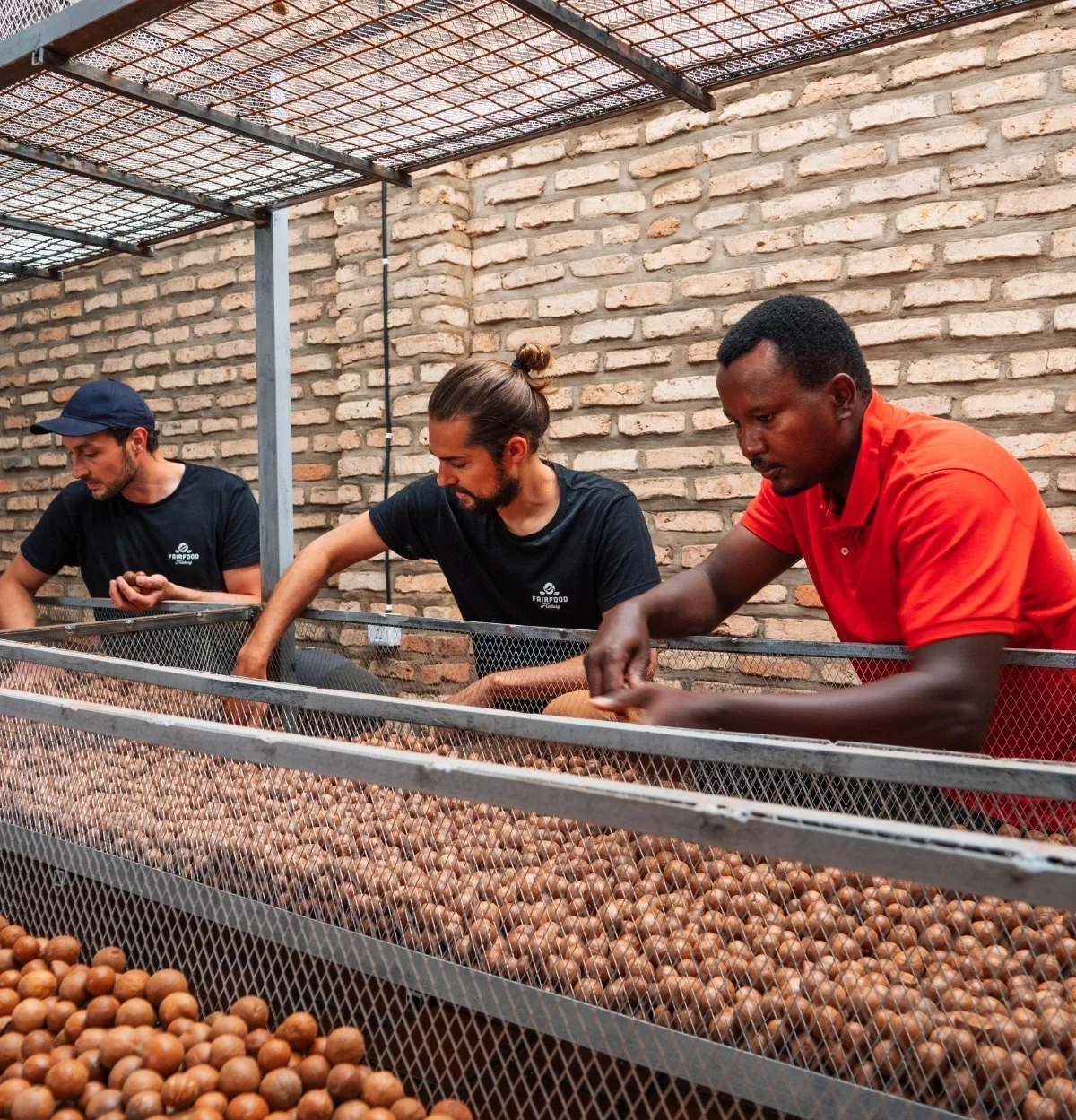 drei Männer sortieren ungeknackte Macadamia