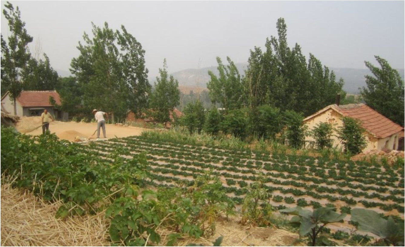 Landwirte auf einem Erdnuss Feld in Shandong
