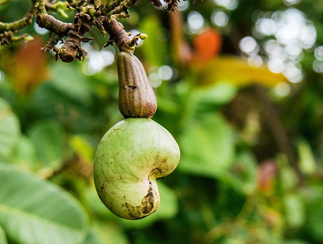 Hier siehst du eine Cashewfrucht am Baum