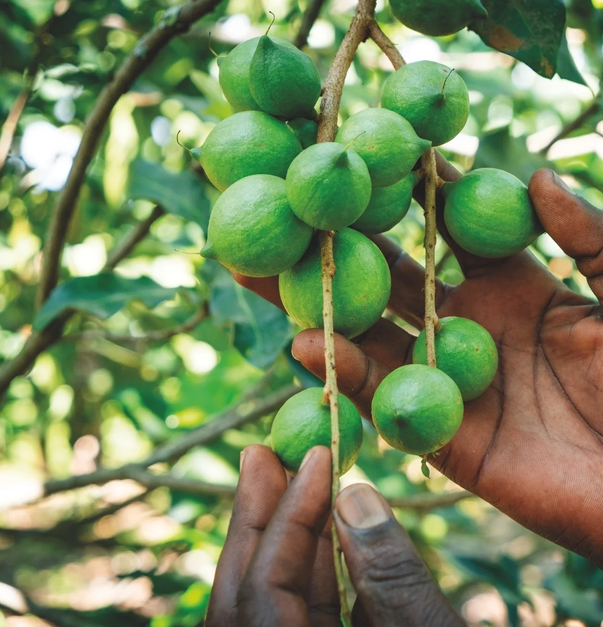 Hände halten Macadamia Zweig am Baum