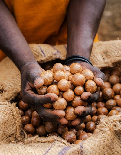 Macadamias werden aus einem Sack genommen