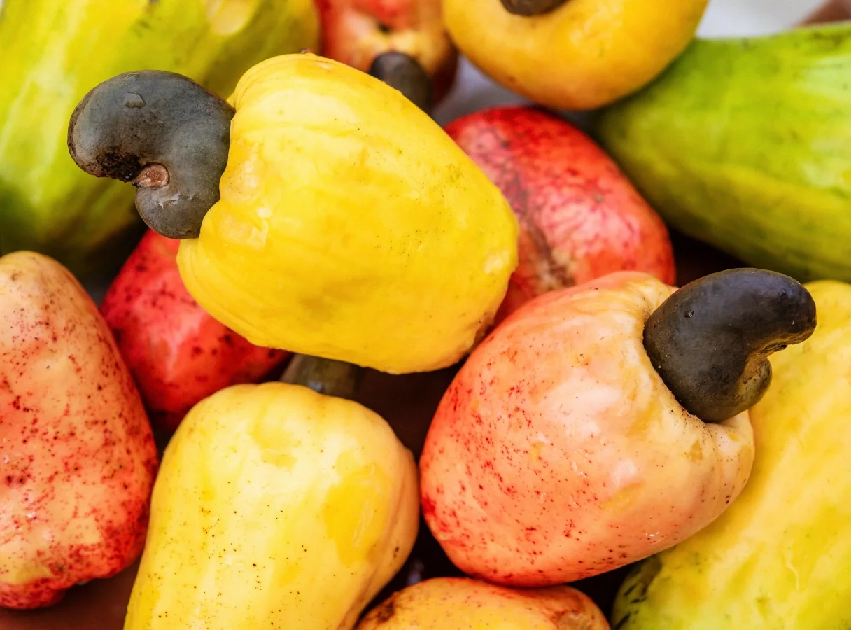 viele bunte Cashewaepfel mit Cashewkernen