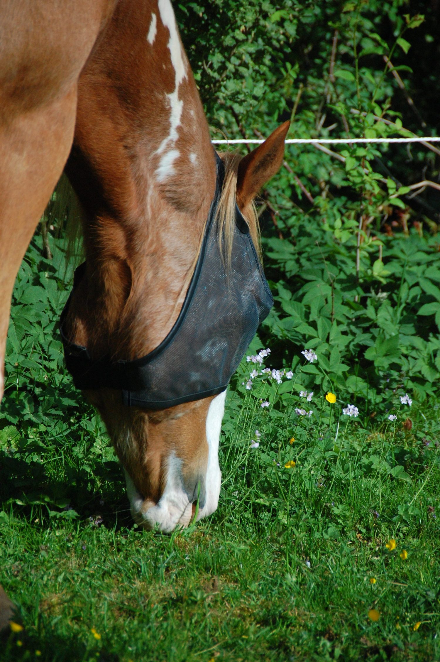 Bogie easy shade ohne Ohren2