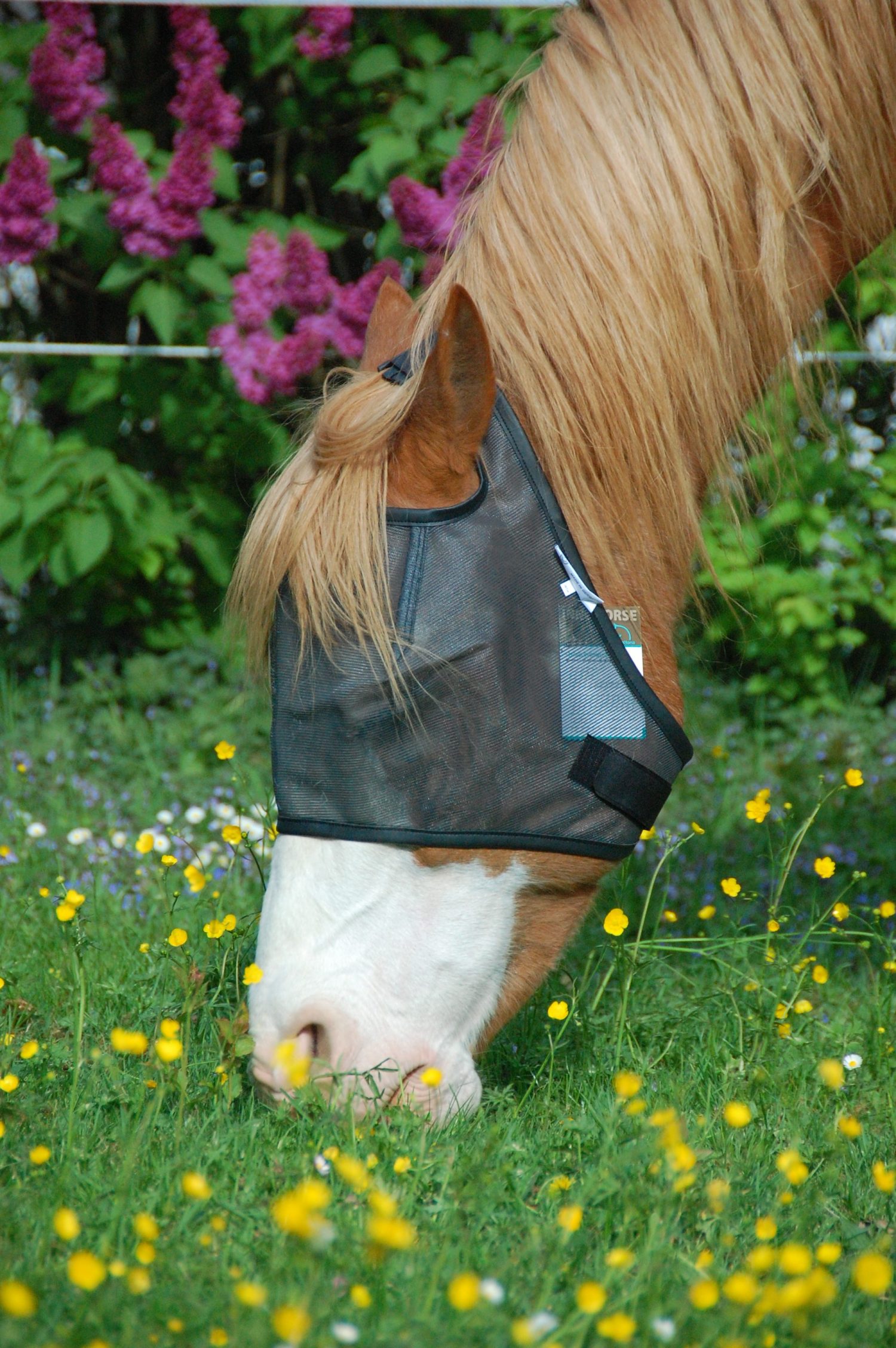EASY SHADE 59 % ohne Ohren Bogie ES seitlich