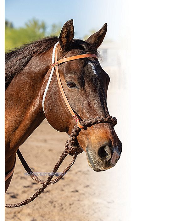 Loping Hackamore Loping Hackamore