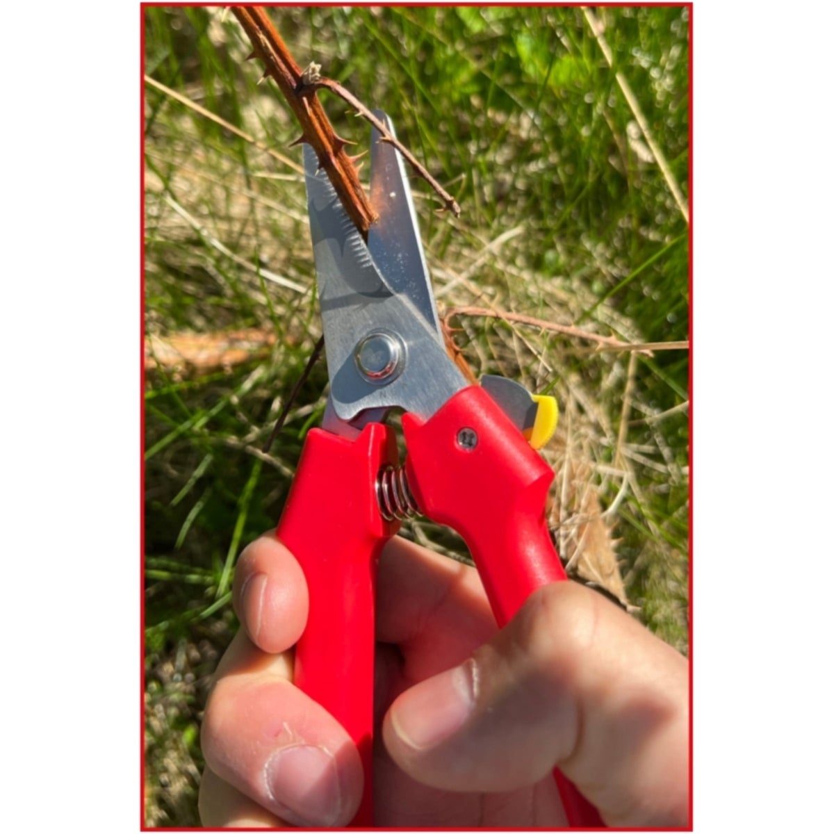 FOT_ANW_ALG_WZAL_118_0071_AW2_SALL_AING_V1