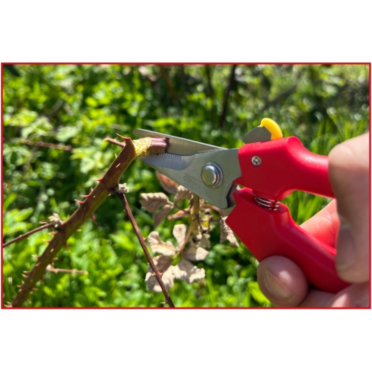 FOT_ANW_ALG_WZAL_118_0071_AW1_SALL_AING_V1