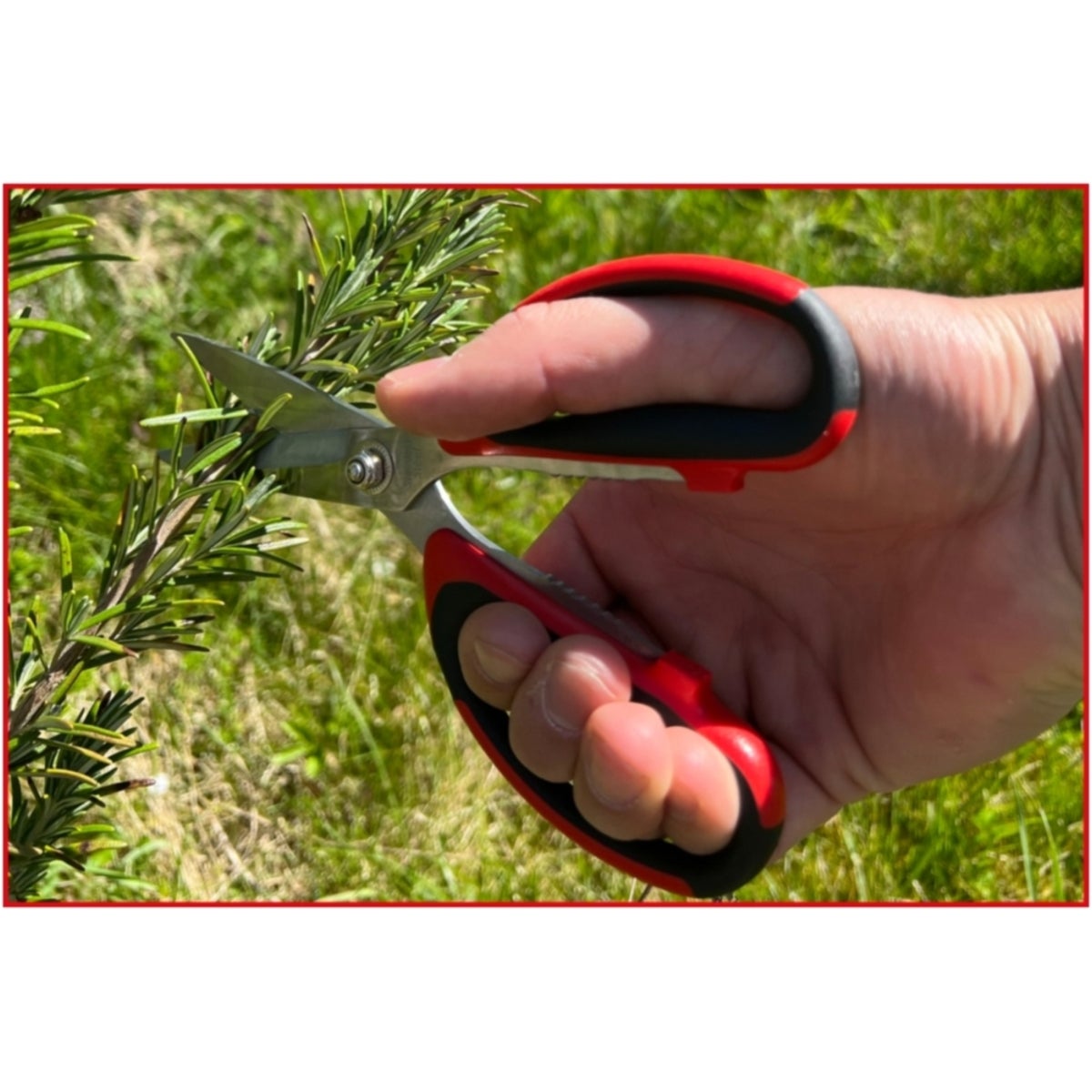 FOT_ANW_ALG_WZAL_118_0066_AW1_SALL_AING_V1