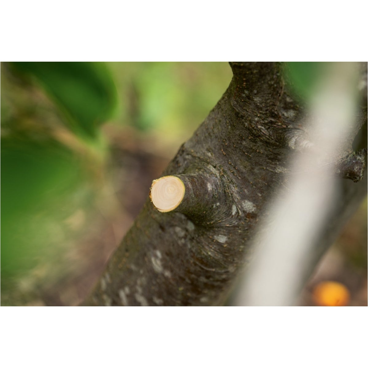 IMG-RD-436952-117