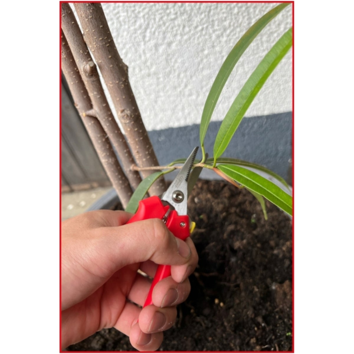 FOT_ANW_ALG_WZAL_118_0075_AW1_SALL_AING_V1