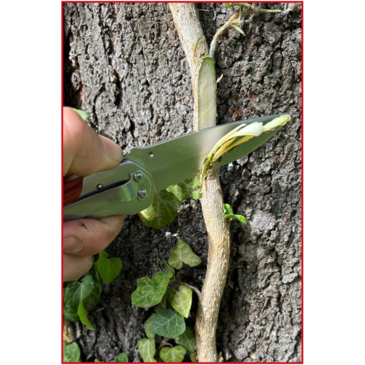 FOT_ANW_ALG_SCHESAE_907_2190_AW4_SALL_AING_V1