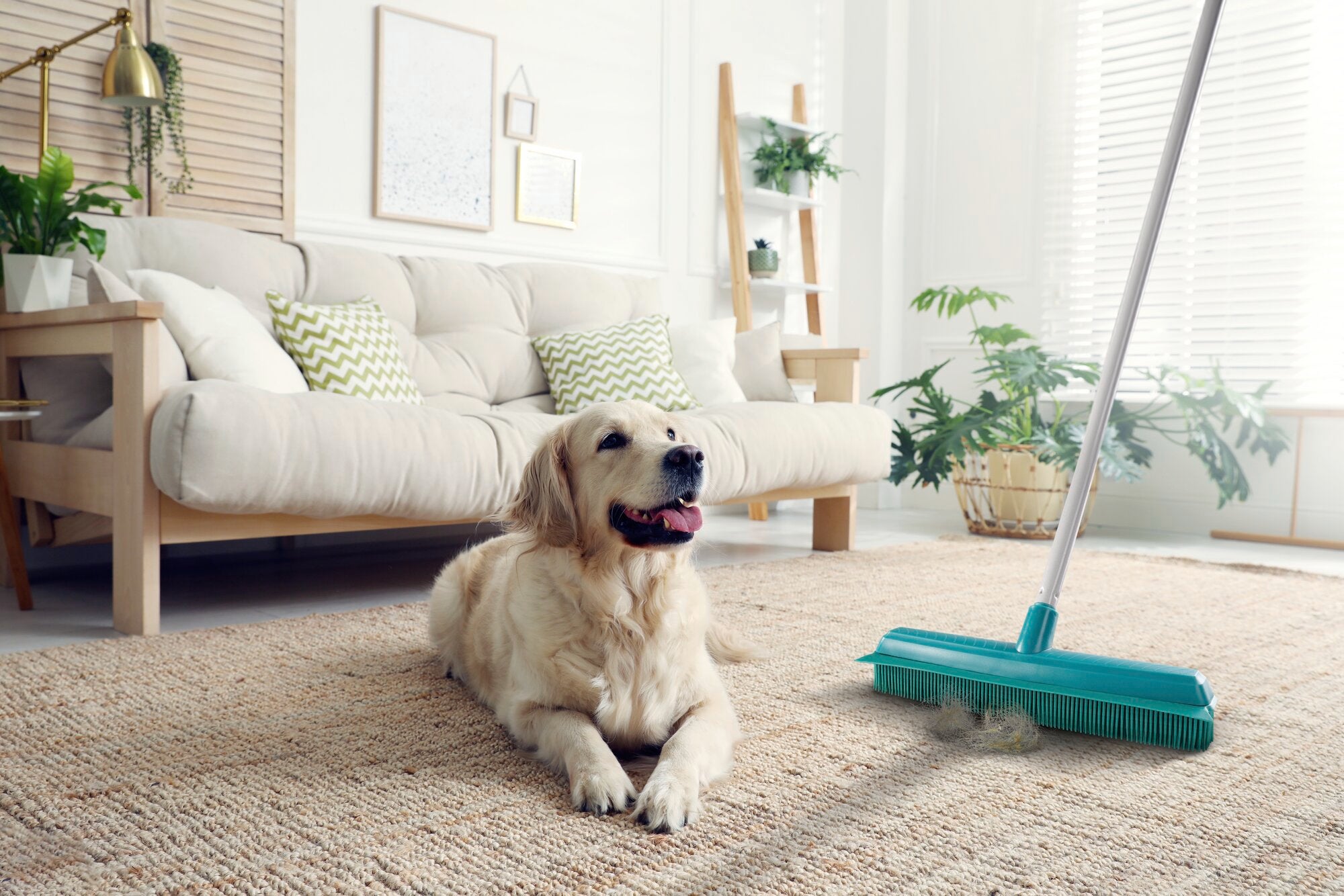 Ein gemütliches Wohnzimmer mit einem beigen Sofa und grünen Pflanzen. Ein goldener Retriever liegt entspannt auf einem Teppich. Im Vordergrund ist ein Leifheit Suprabesen zu sehen, der für eine gründliche Reinigung sorgt.
