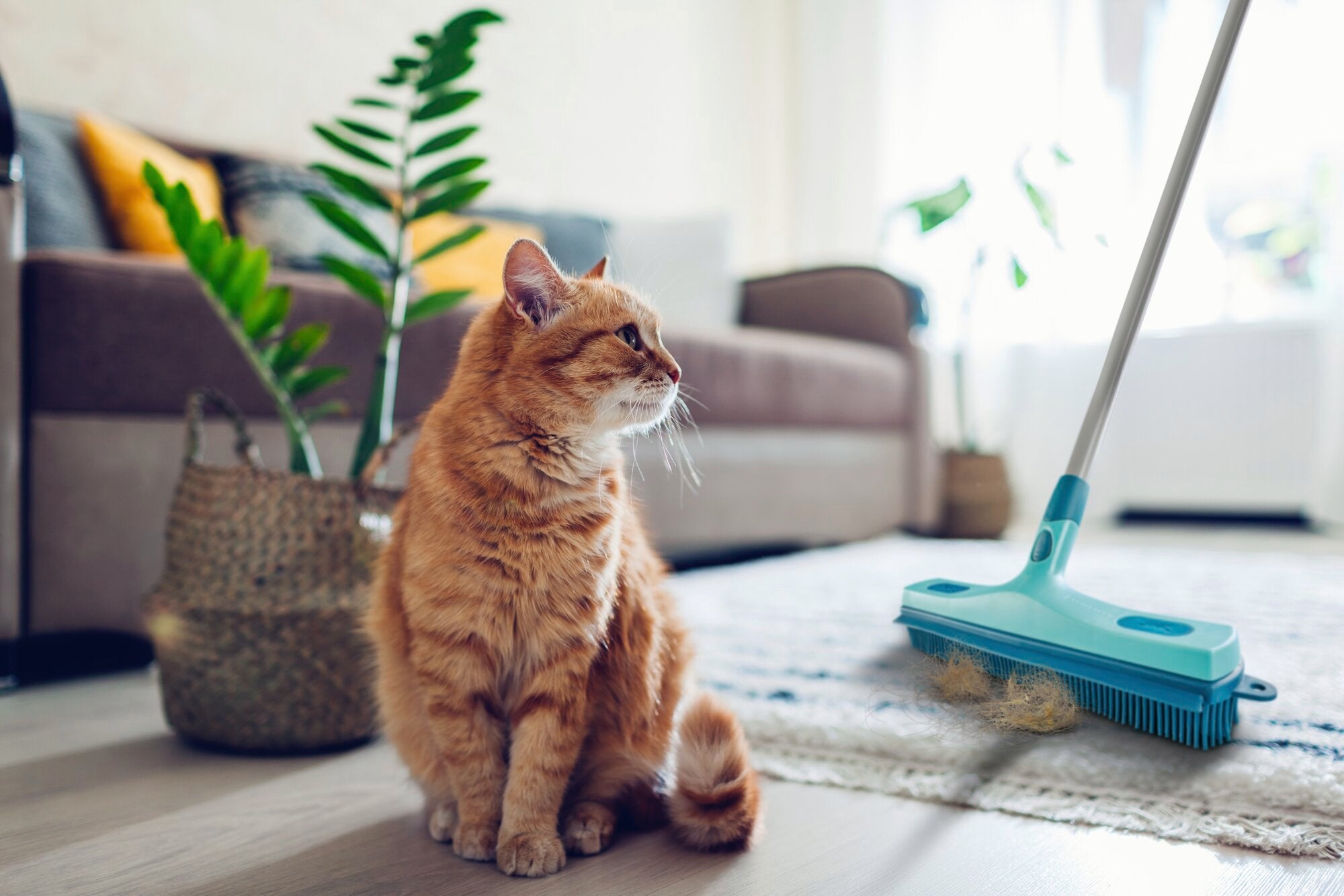 Ein roter Kater sitzt auf einem Teppich in einem gemütlichen Wohnzimmer. Neben ihm steht ein Leifheit Profi XL Gummibesen, bereit zur Reinigung. Im Hintergrund sind ein Sofa und eine Pflanze zu sehen.