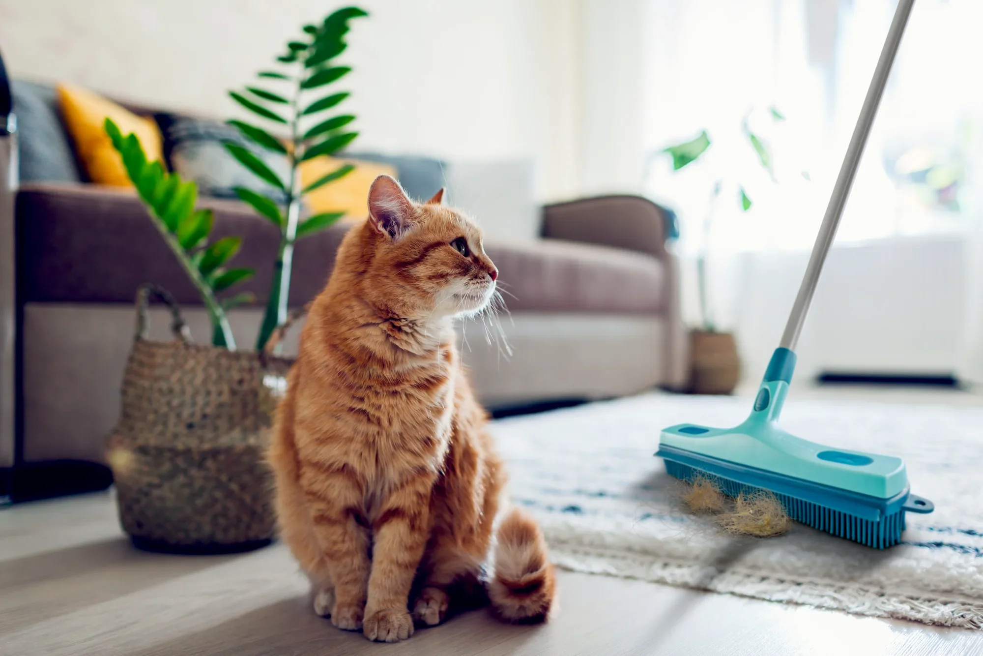Ein roter Kater sitzt auf einem Teppich in einem gemütlichen Wohnzimmer. Neben ihm steht ein Leifheit Profi XL Gummibesen, bereit zur Reinigung. Im Hintergrund sind ein Sofa und eine Pflanze zu sehen.