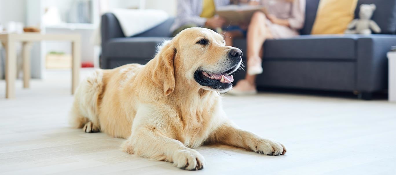 Ein Golden Retriever liegt entspannt auf einem hellen Holzboden vor einem Sofa, im Hintergrund sind unscharf Personen zu sehen.