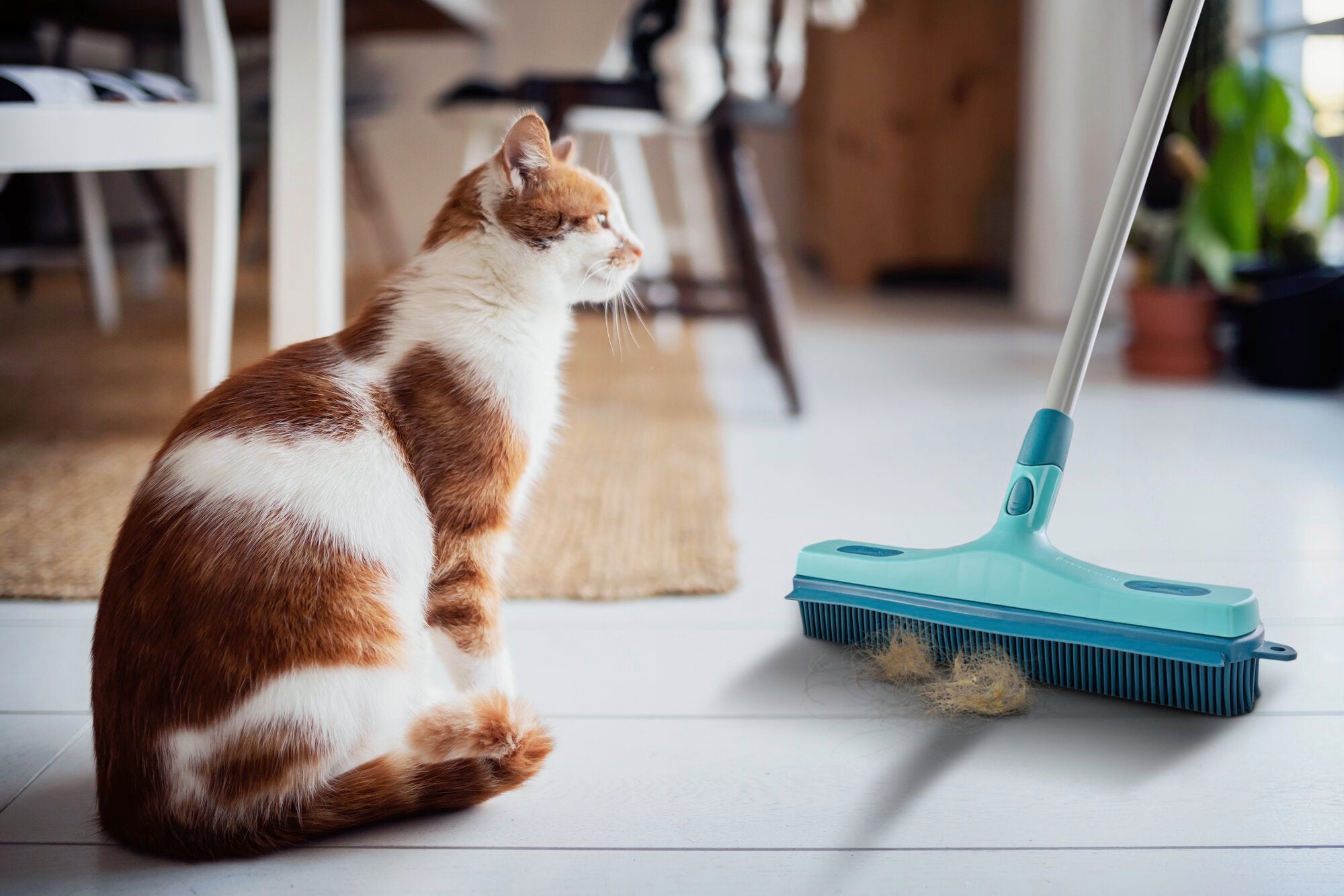 Ein rot-weißer Kater sitzt auf einem hellen Holzboden neben einem Leifheit Gummibesen. Der Besen hat blaue Borsten und ist ideal zum Entfernen von Tierhaaren. Im Hintergrund sind Möbel und Pflanzen zu sehen.