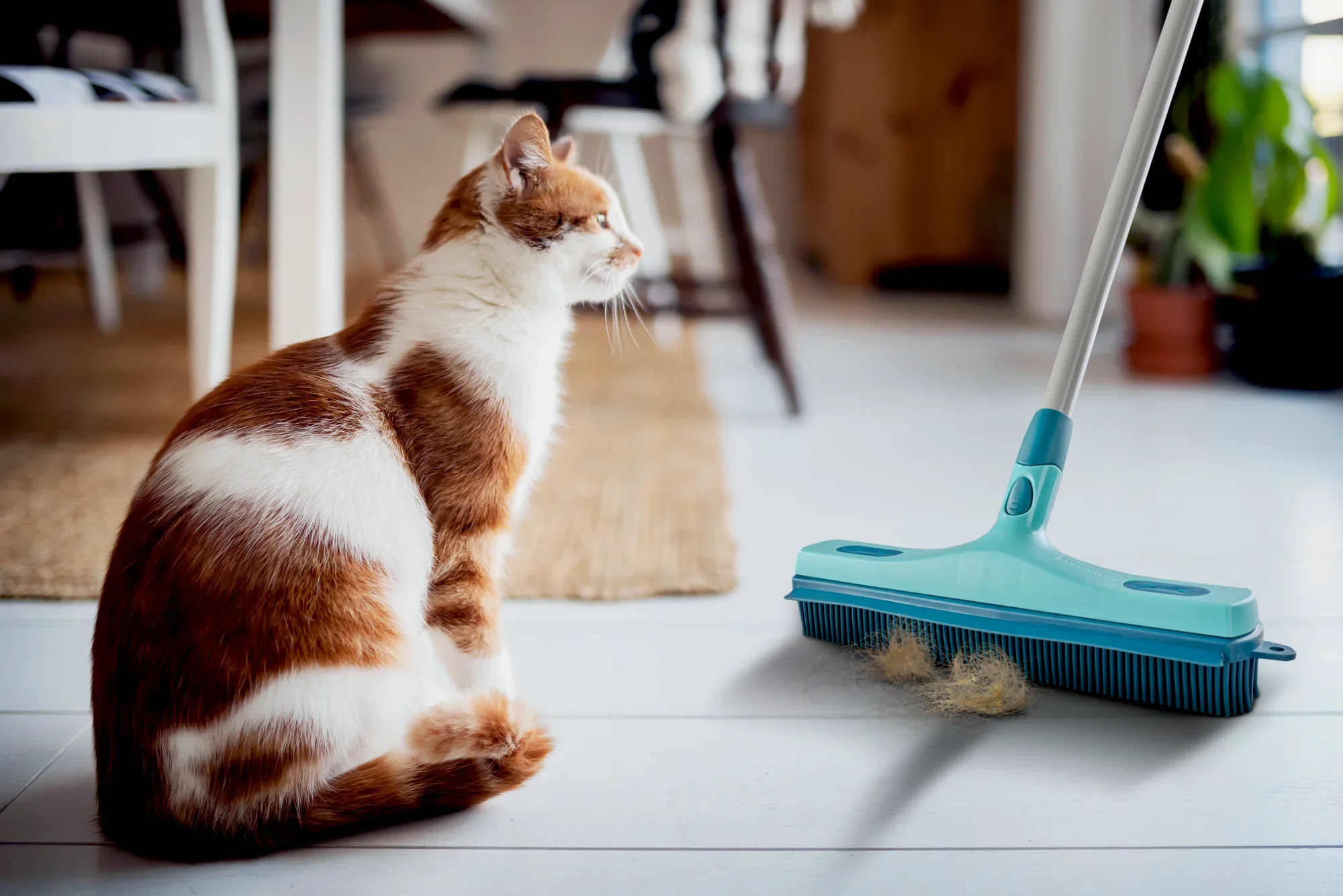 Ein rot-weißer Kater sitzt auf einem hellen Holzboden neben einem Leifheit Gummibesen. Der Besen hat blaue Borsten und ist ideal zum Entfernen von Tierhaaren. Im Hintergrund sind Möbel und Pflanzen zu sehen.