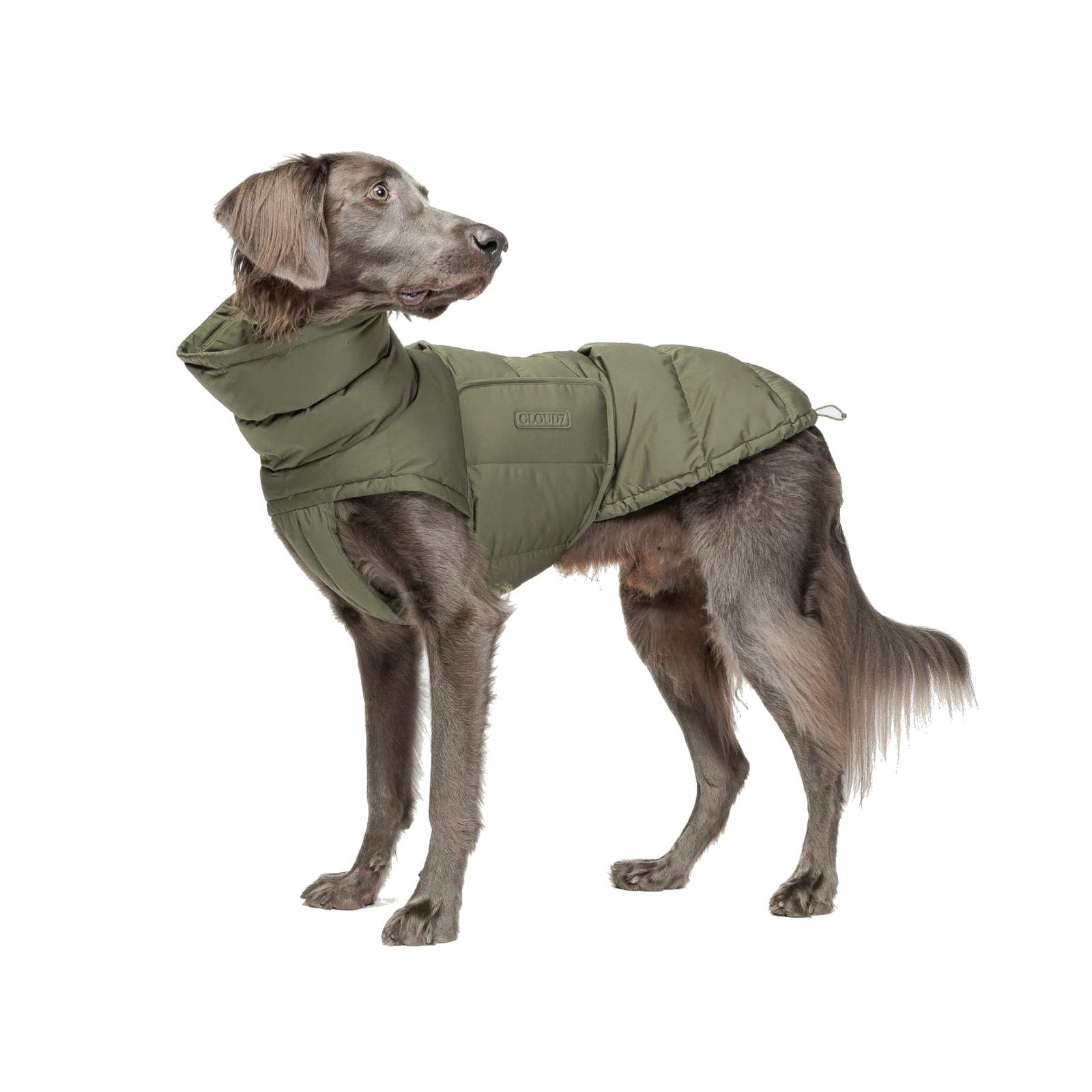 Dog Coat Alaska Dachshund Light Olive