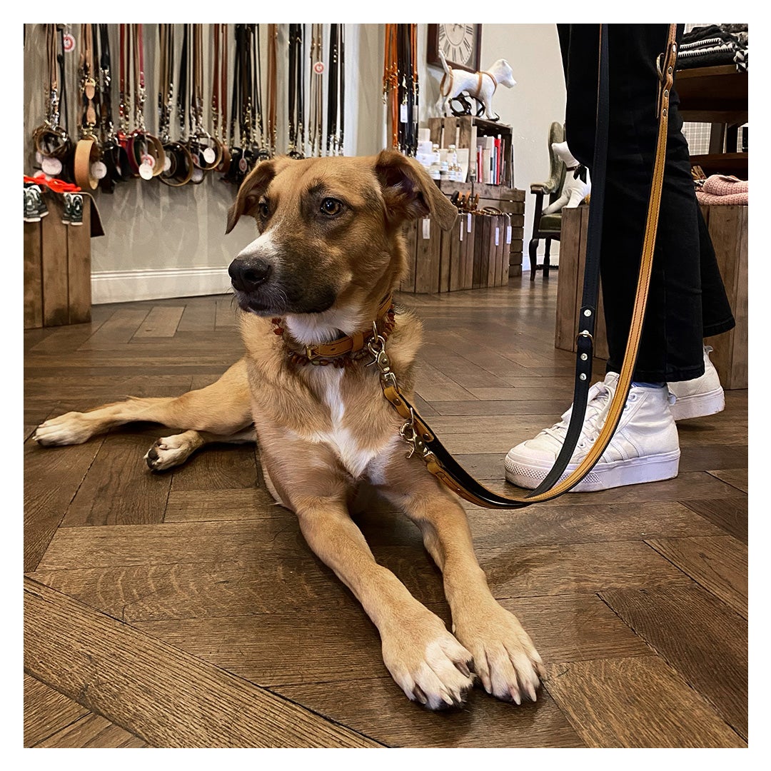 Lederwaren Kachel 2 Hund mit Lederhalsband und Lederleine