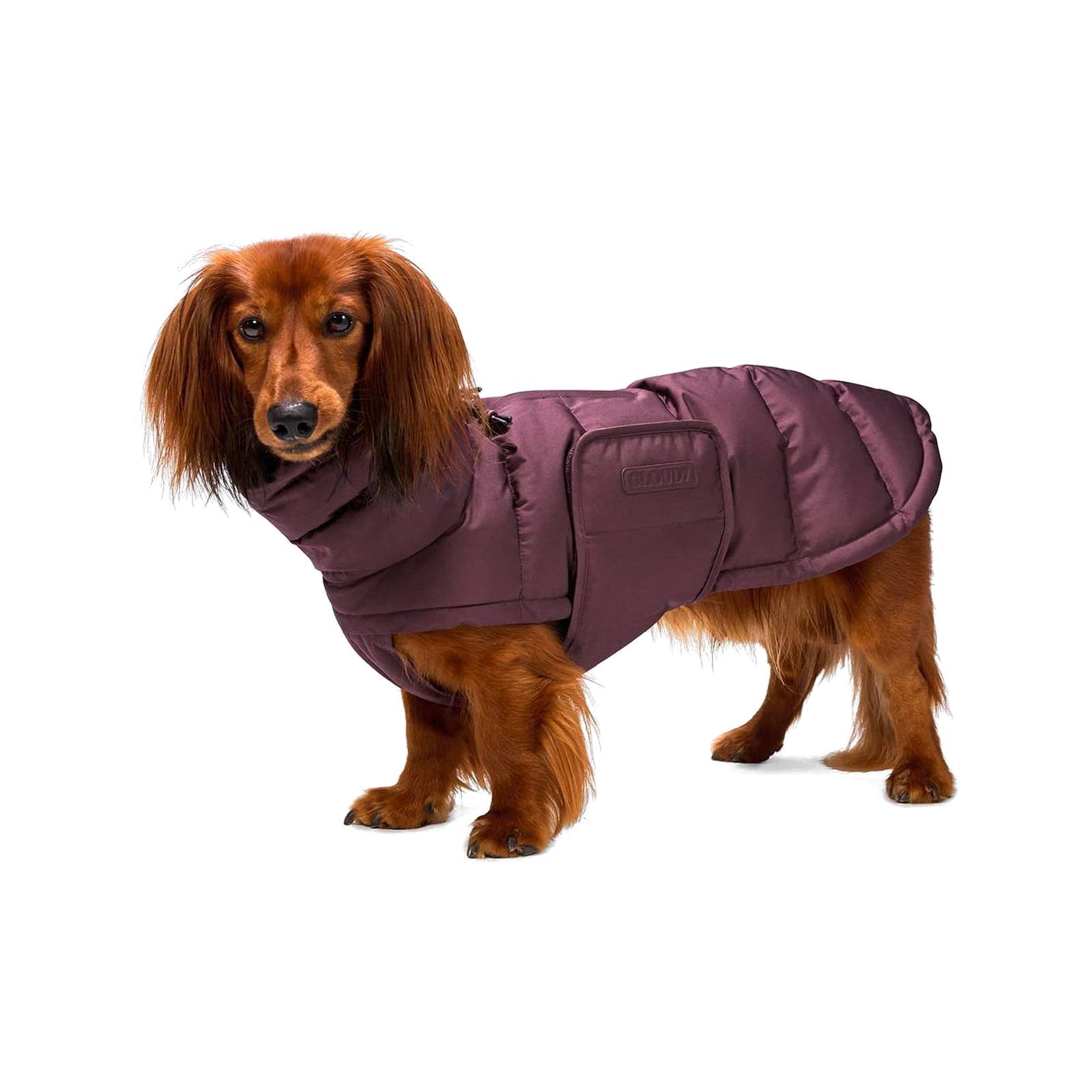 Dachshund Coat Alaska Dark Aubergine