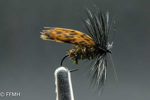 Alder Alder
