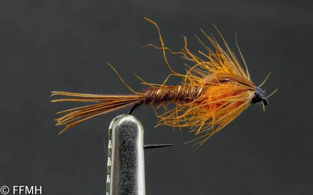 Orange Thorax Pheasent Tail Orange Thorax Pheasent Tail