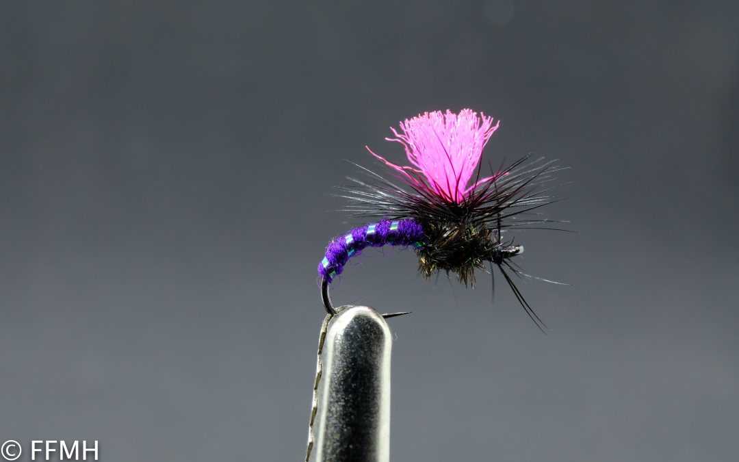 Black Magic Purple Rib Black Magic Purple Rib