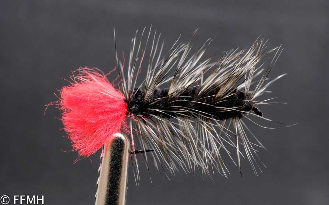 Black Woolly Worm Black Woolly Worm