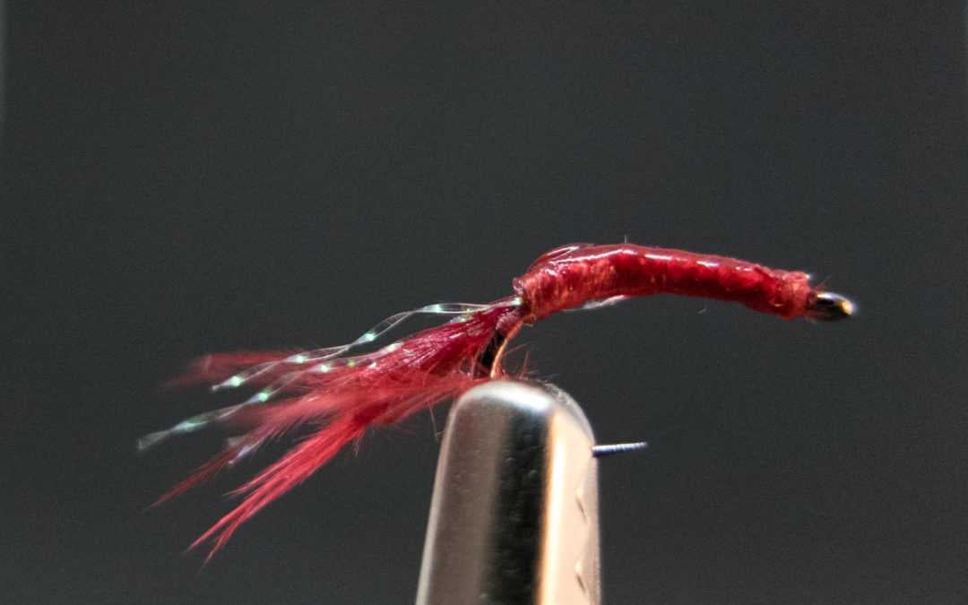 Bloodworm Bloodworm
